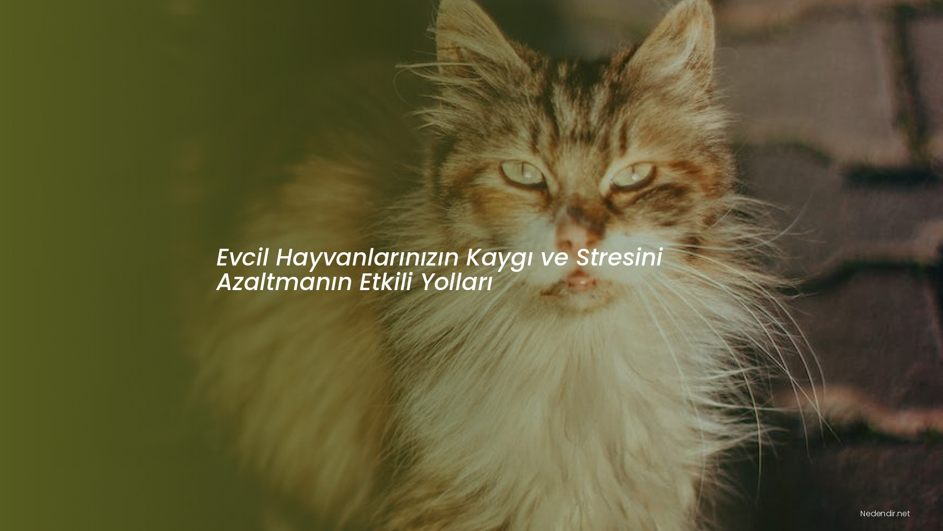 Evcil Hayvanlarınızın Kaygı ve Stresini Azaltmanın Etkili Yolları