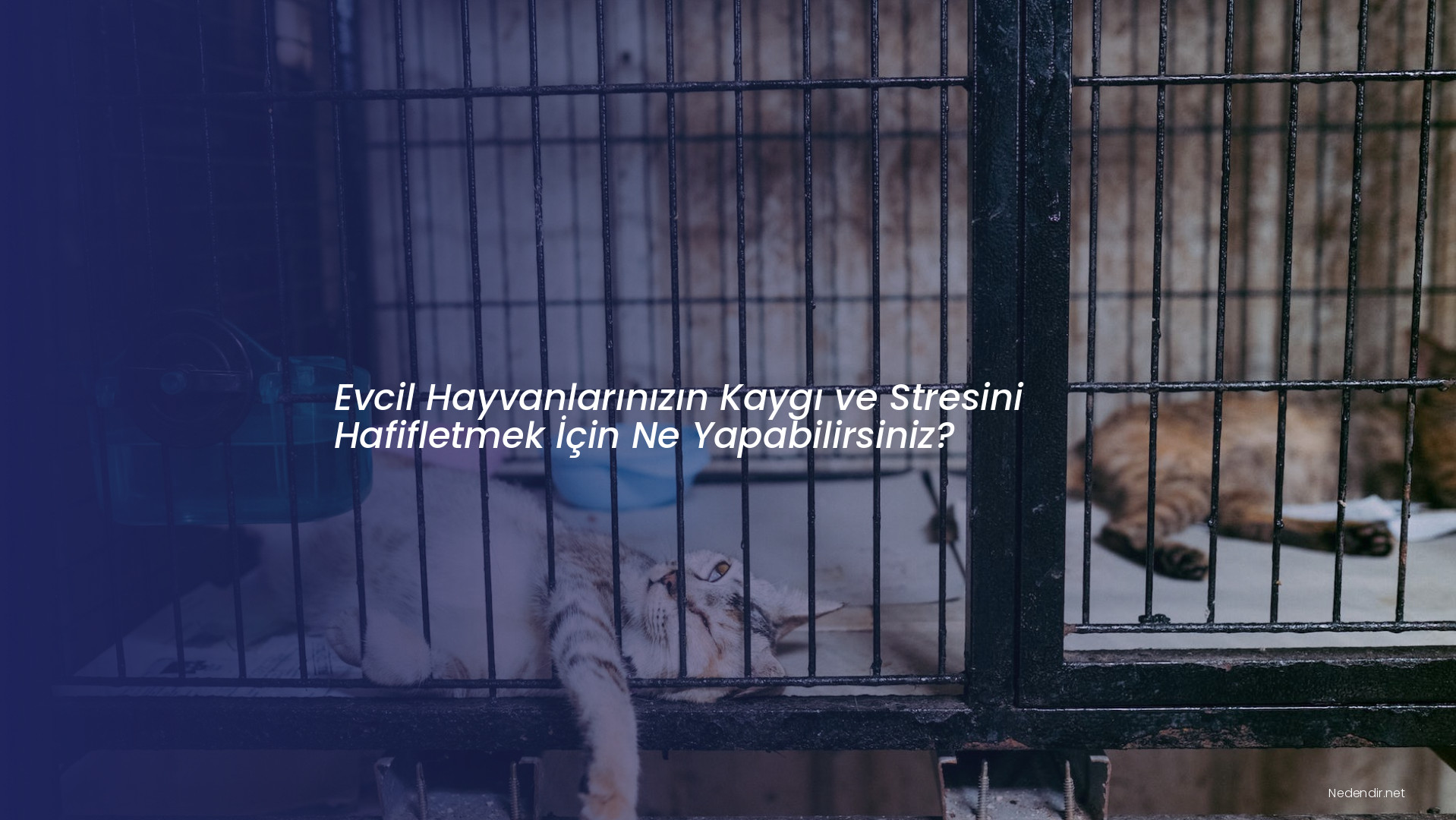 Evcil Hayvanlarınızın Kaygı ve Stresini Hafifletmek İçin Ne Yapabilirsiniz?