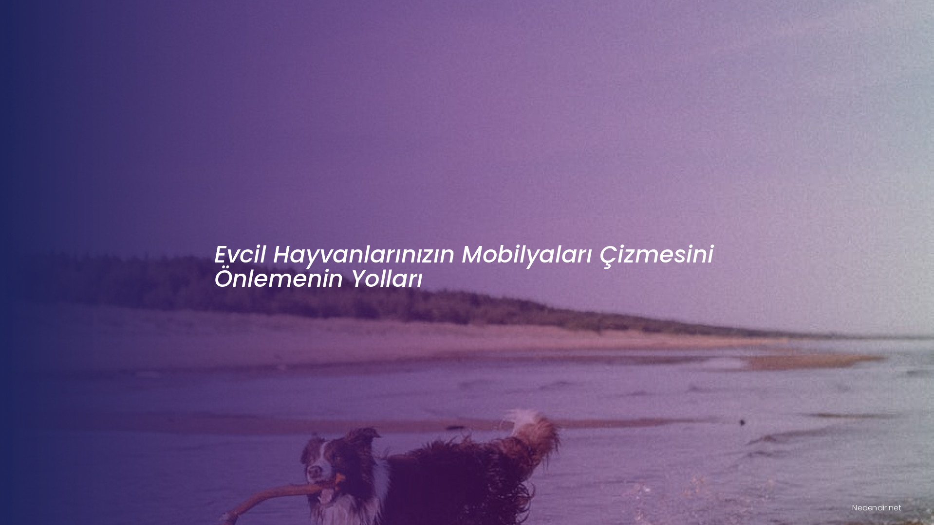 Evcil Hayvanlarınızın Mobilyaları Çizmesini Önlemenin Yolları