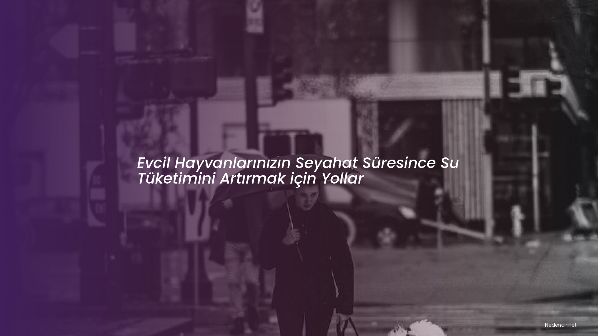 Evcil Hayvanlarınızın Seyahat Süresince Su Tüketimini Artırmak için Yollar