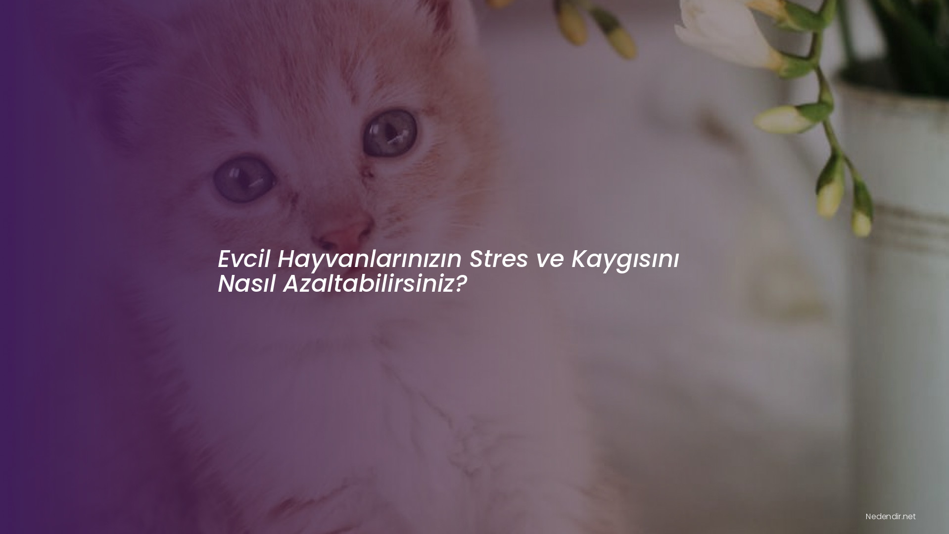 Evcil Hayvanlarınızın Stres ve Kaygısını Nasıl Azaltabilirsiniz?