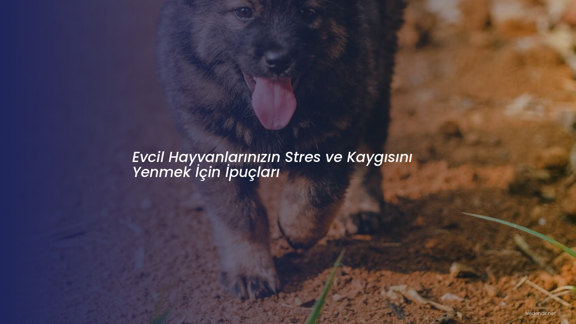 Evcil Hayvanlarınızın Stres ve Kaygısını Yenmek İçin İpuçları