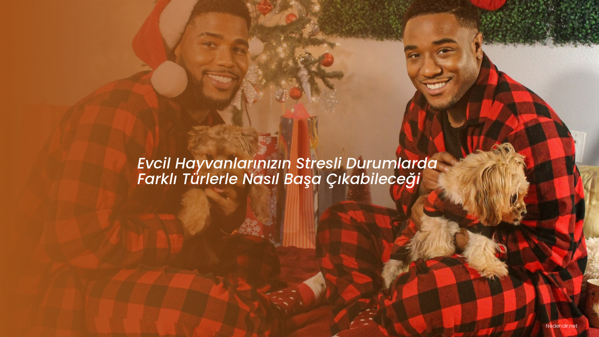 Evcil Hayvanlarınızın Stresli Durumlarda Farklı Türlerle Nasıl Başa Çıkabileceği