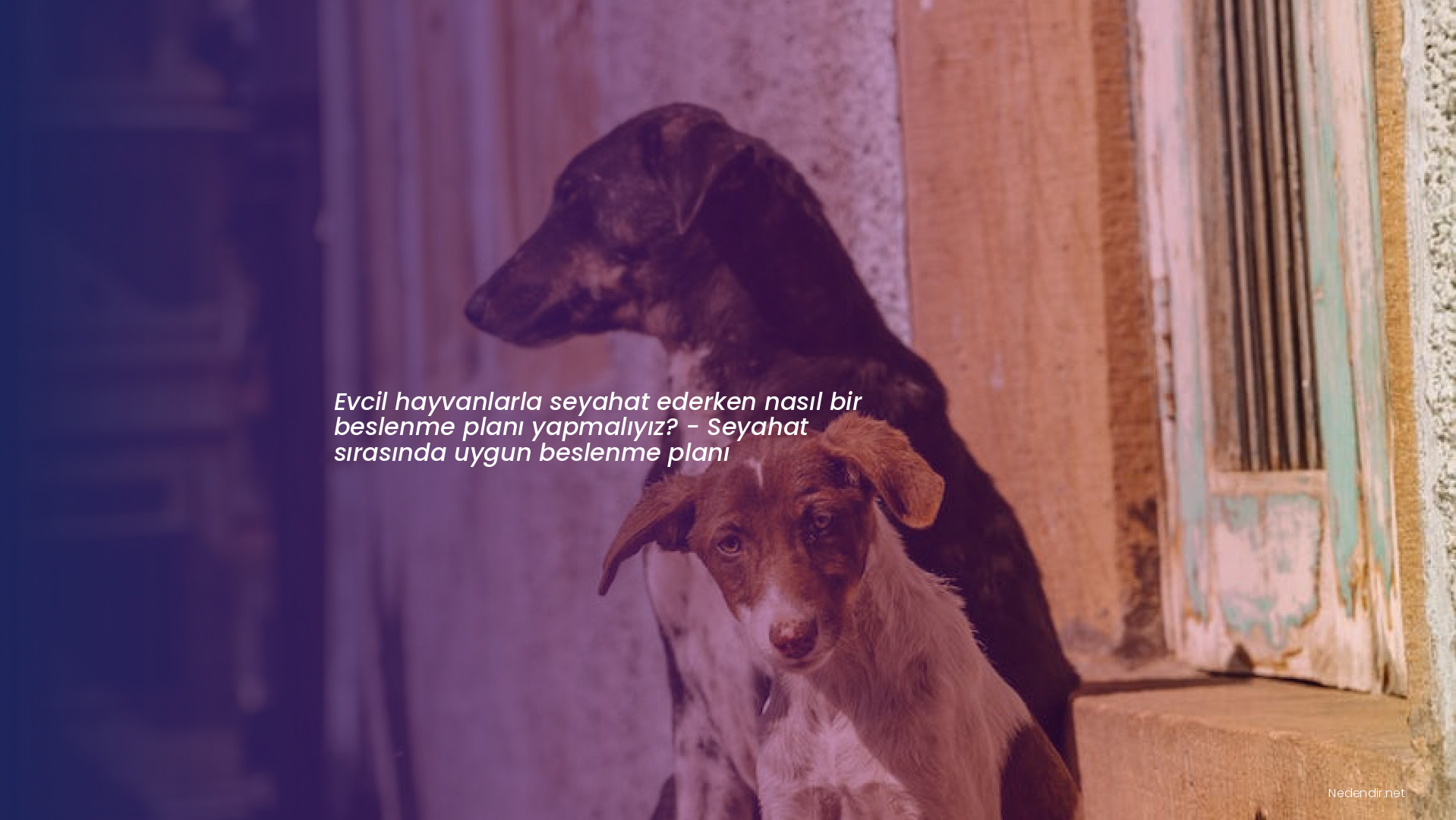 Evcil hayvanlarla seyahat ederken nasıl bir beslenme planı yapmalıyız? - Seyahat sırasında uygun beslenme planı