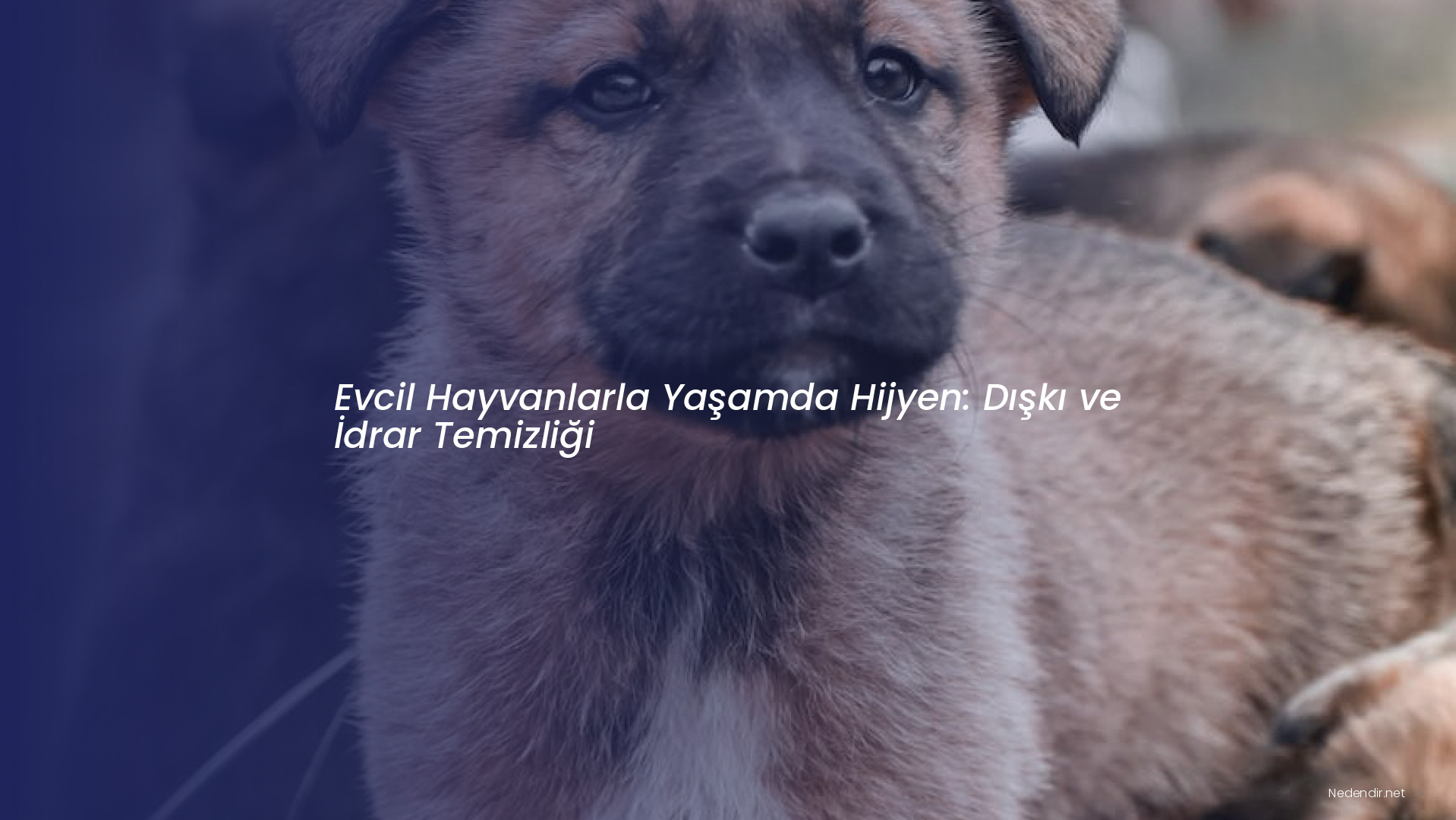 Evcil Hayvanlarla Yaşamda Hijyen: Dışkı ve İdrar Temizliği