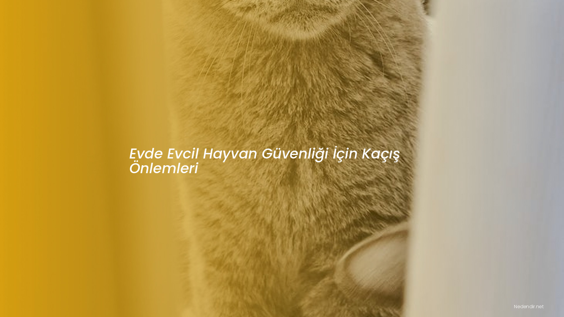 Evde Evcil Hayvan Güvenliği İçin Kaçış Önlemleri Evde Evcil Hayvan Güvenliği İçin Kaçış Önlemleri