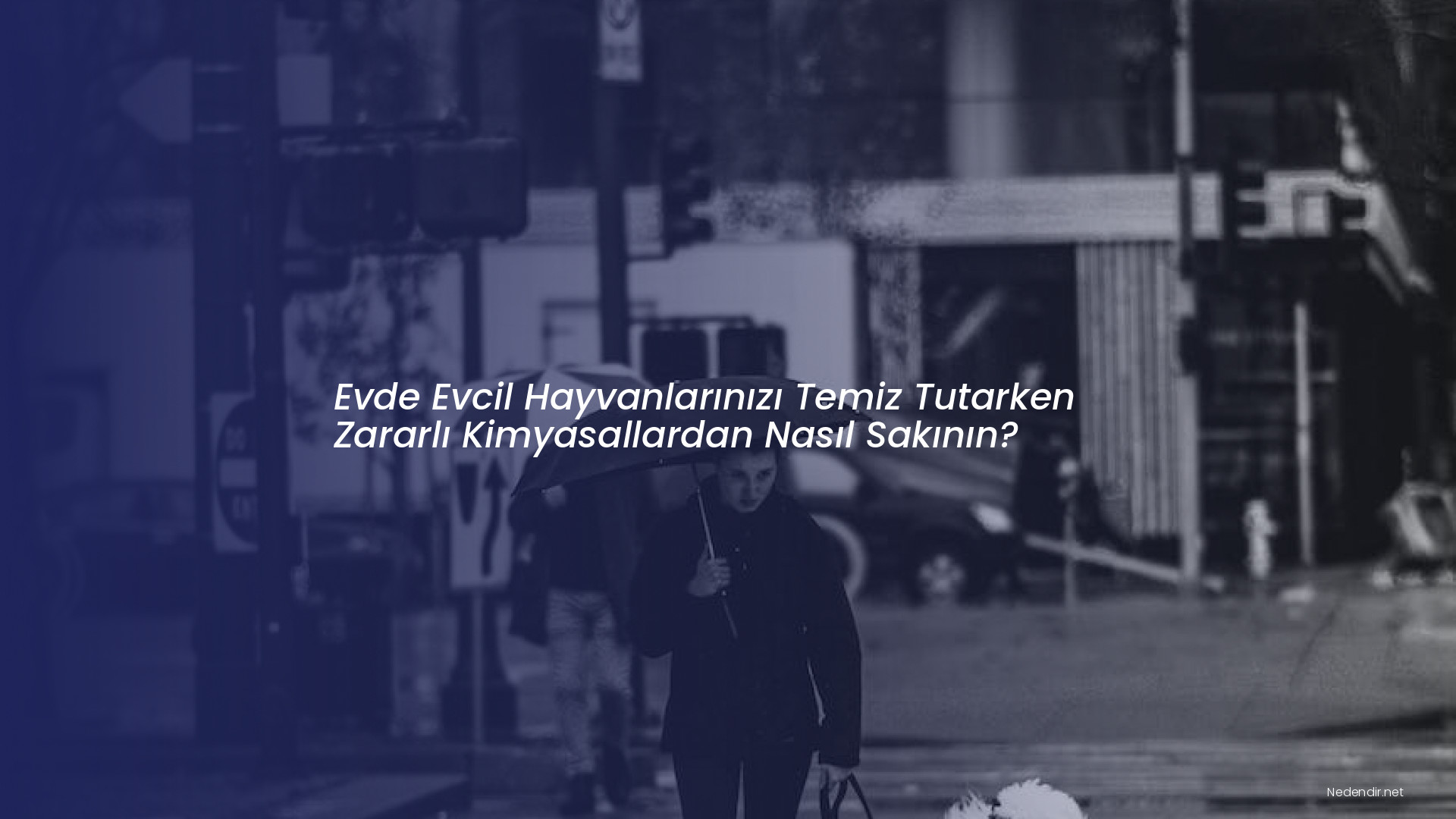 Evde Evcil Hayvanlarınızı Temiz Tutarken Zararlı Kimyasallardan Nasıl Sakının?