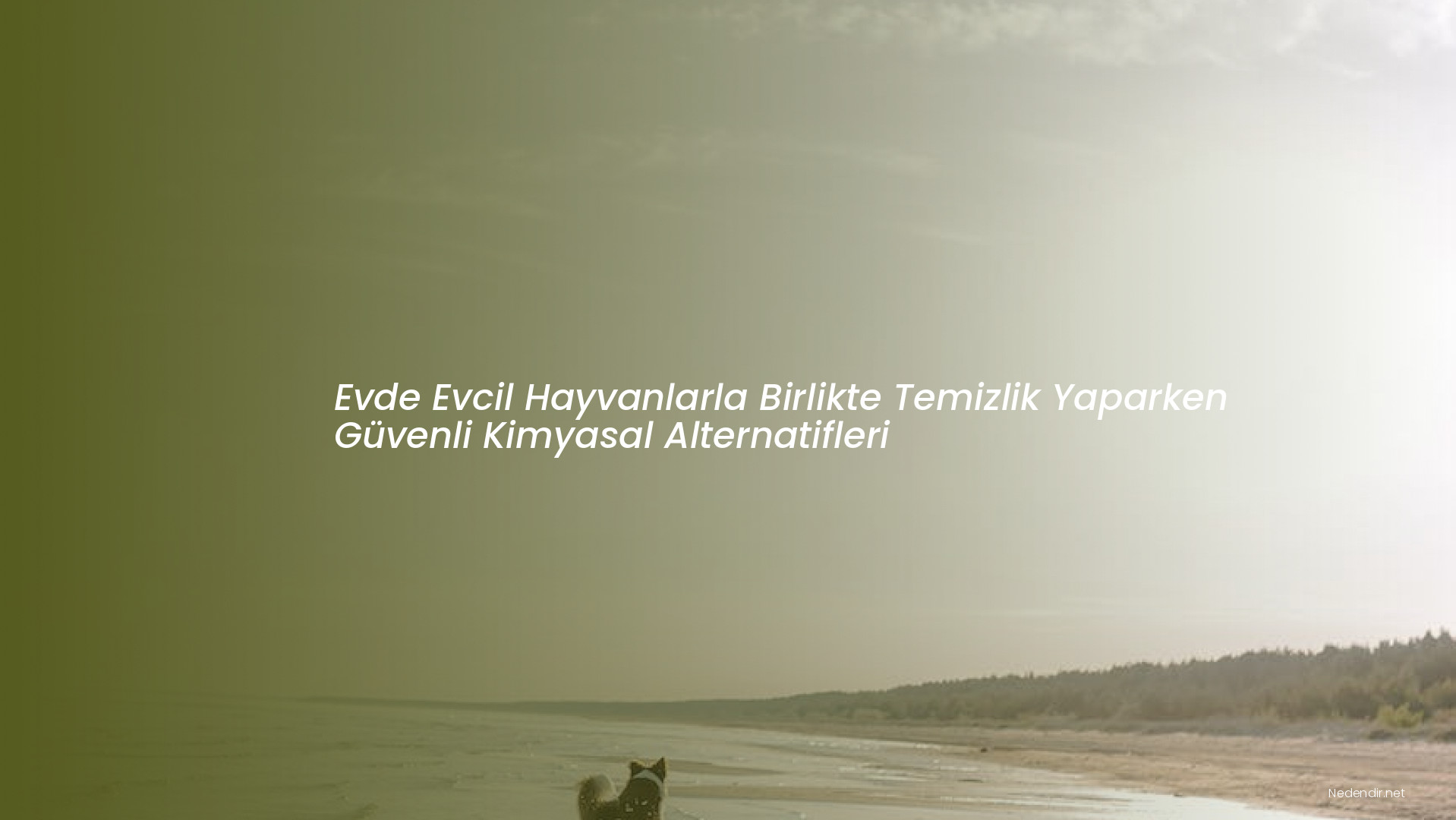 Evde Evcil Hayvanlarla Birlikte Temizlik Yaparken Güvenli Kimyasal Alternatifleri