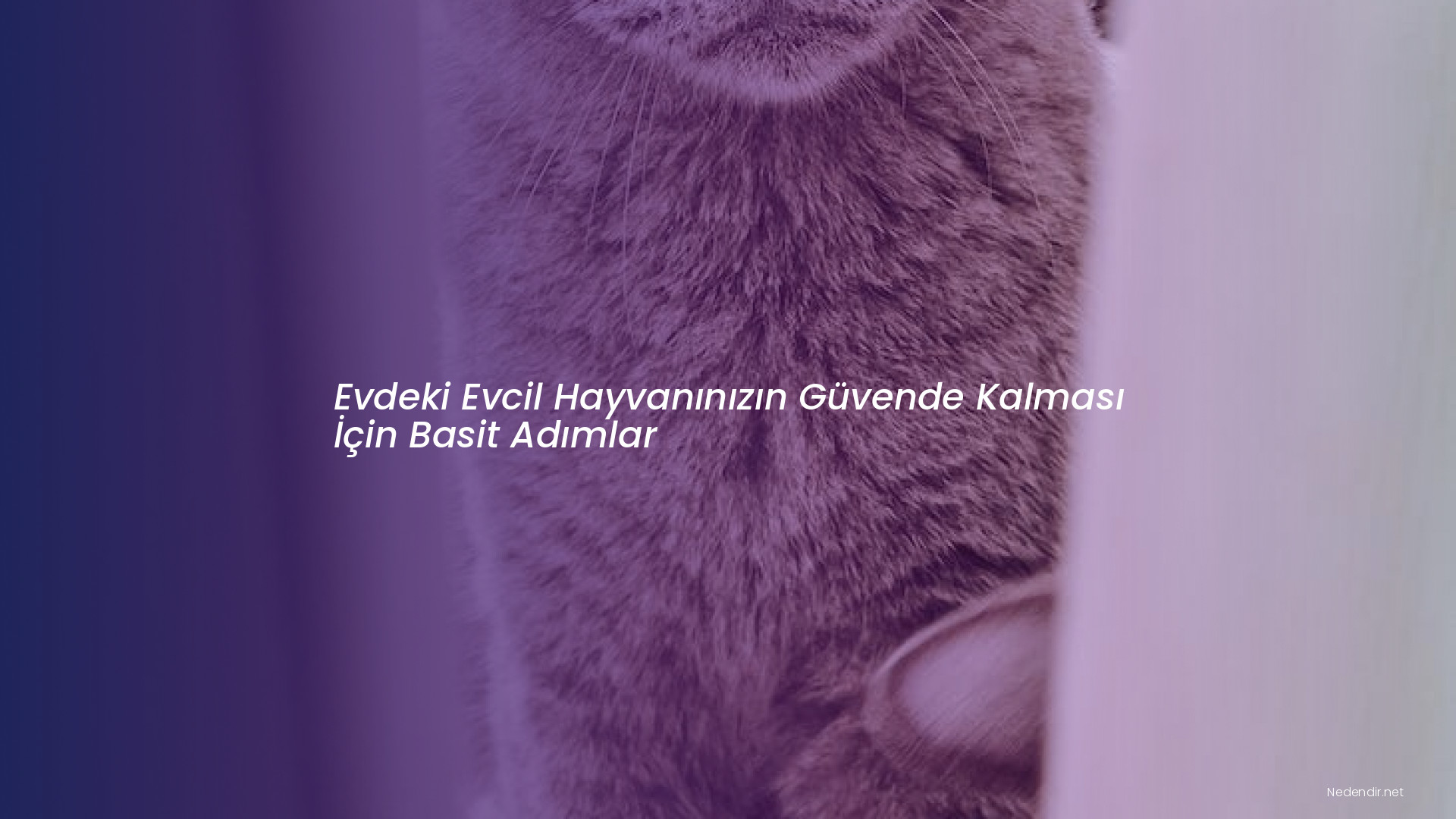 Evdeki Evcil Hayvanınızın Güvende Kalması İçin Basit Adımlar