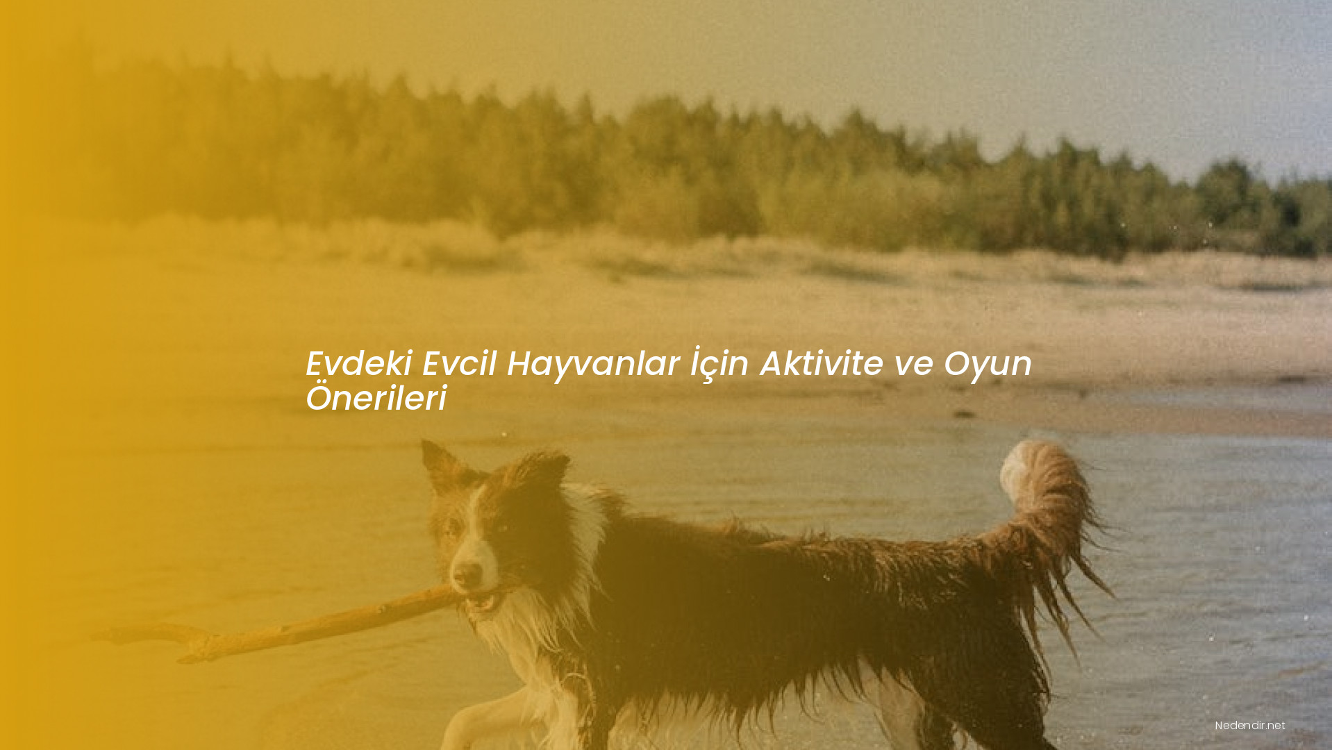 Evdeki Evcil Hayvanlar İçin Aktivite ve Oyun Önerileri