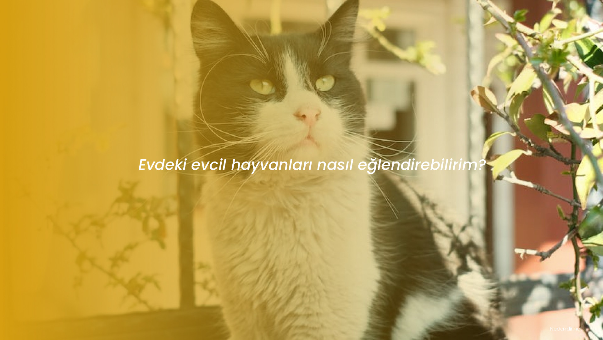 Evdeki evcil hayvanları nasıl eğlendirebilirim?