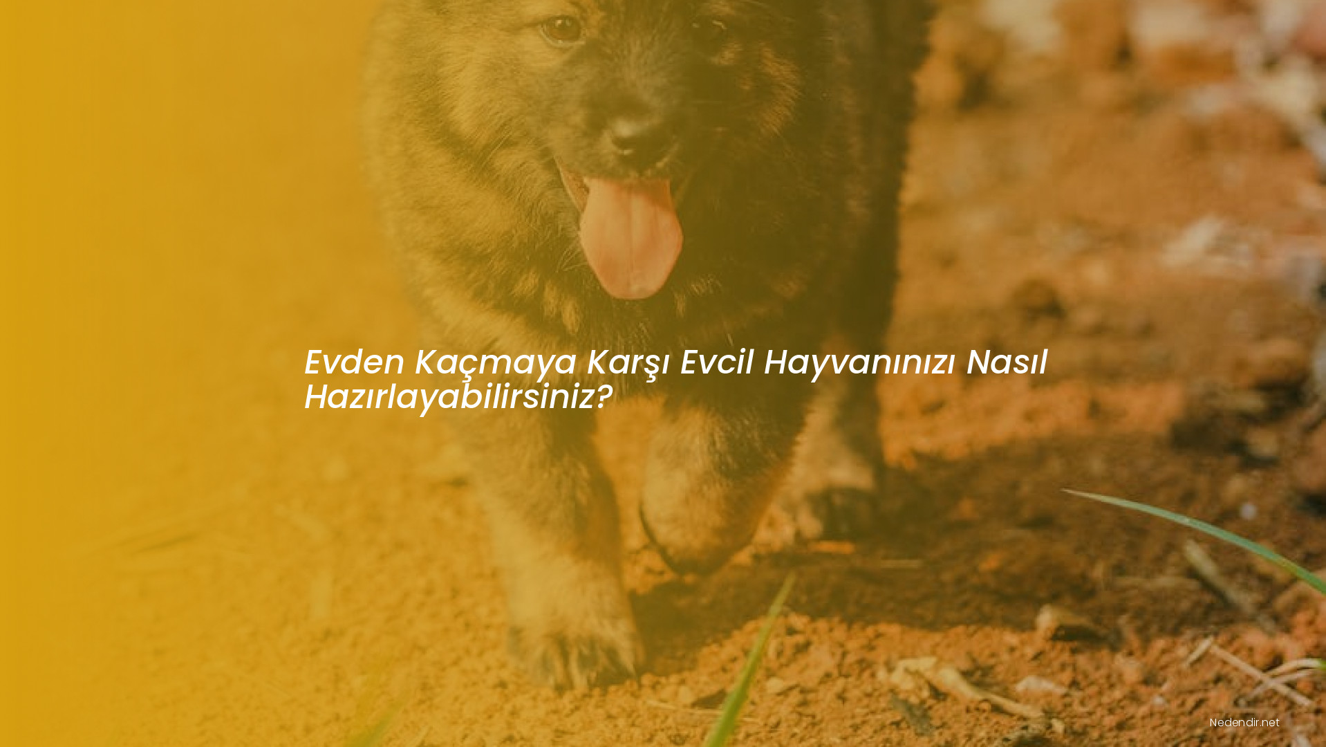 Evden Kaçmaya Karşı Evcil Hayvanınızı Nasıl Hazırlayabilirsiniz?