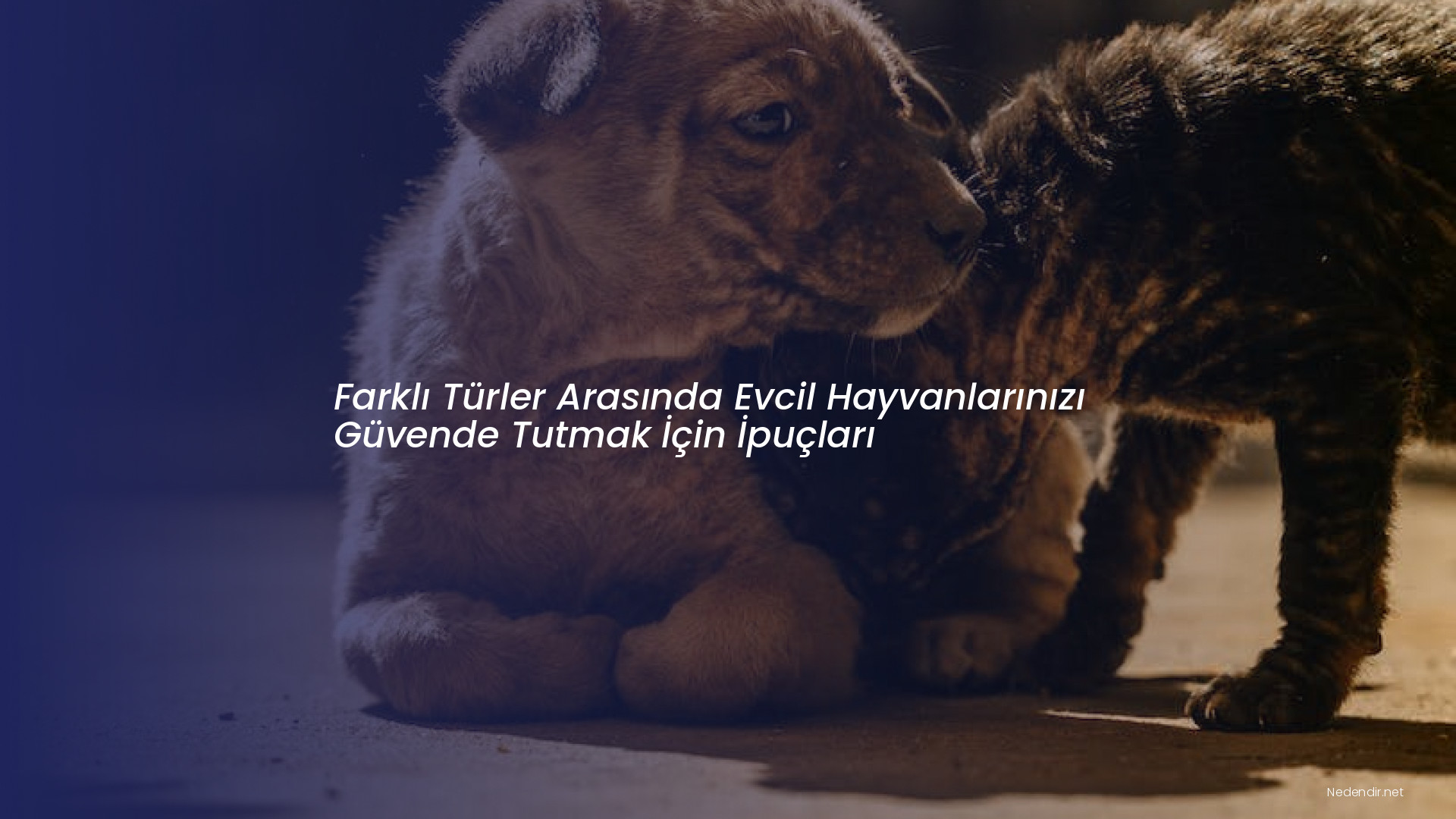 Farklı Türler Arasında Evcil Hayvanlarınızı Güvende Tutmak İçin İpuçları