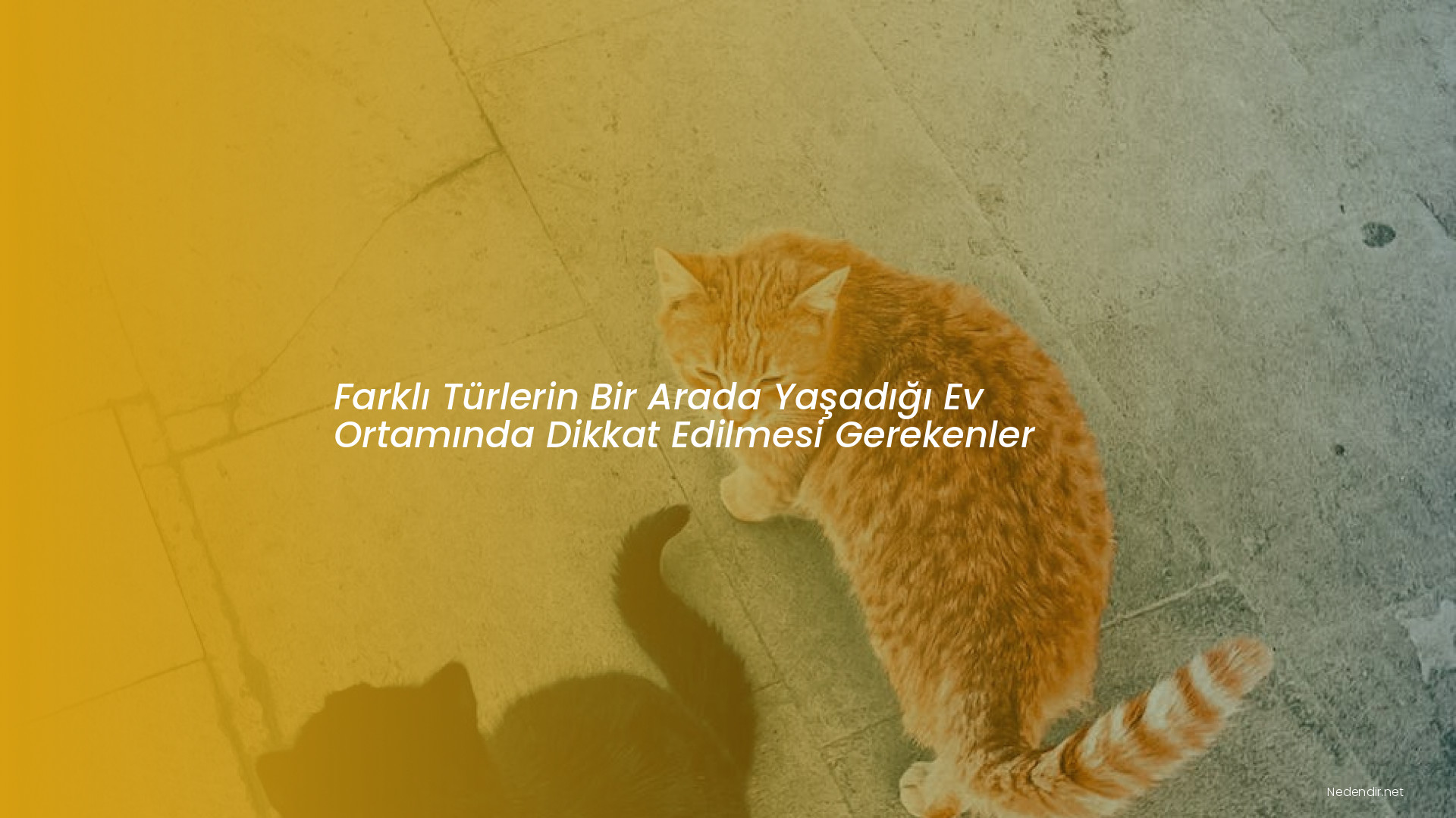 Farklı Türlerin Bir Arada Yaşadığı Ev Ortamında Dikkat Edilmesi Gerekenler
