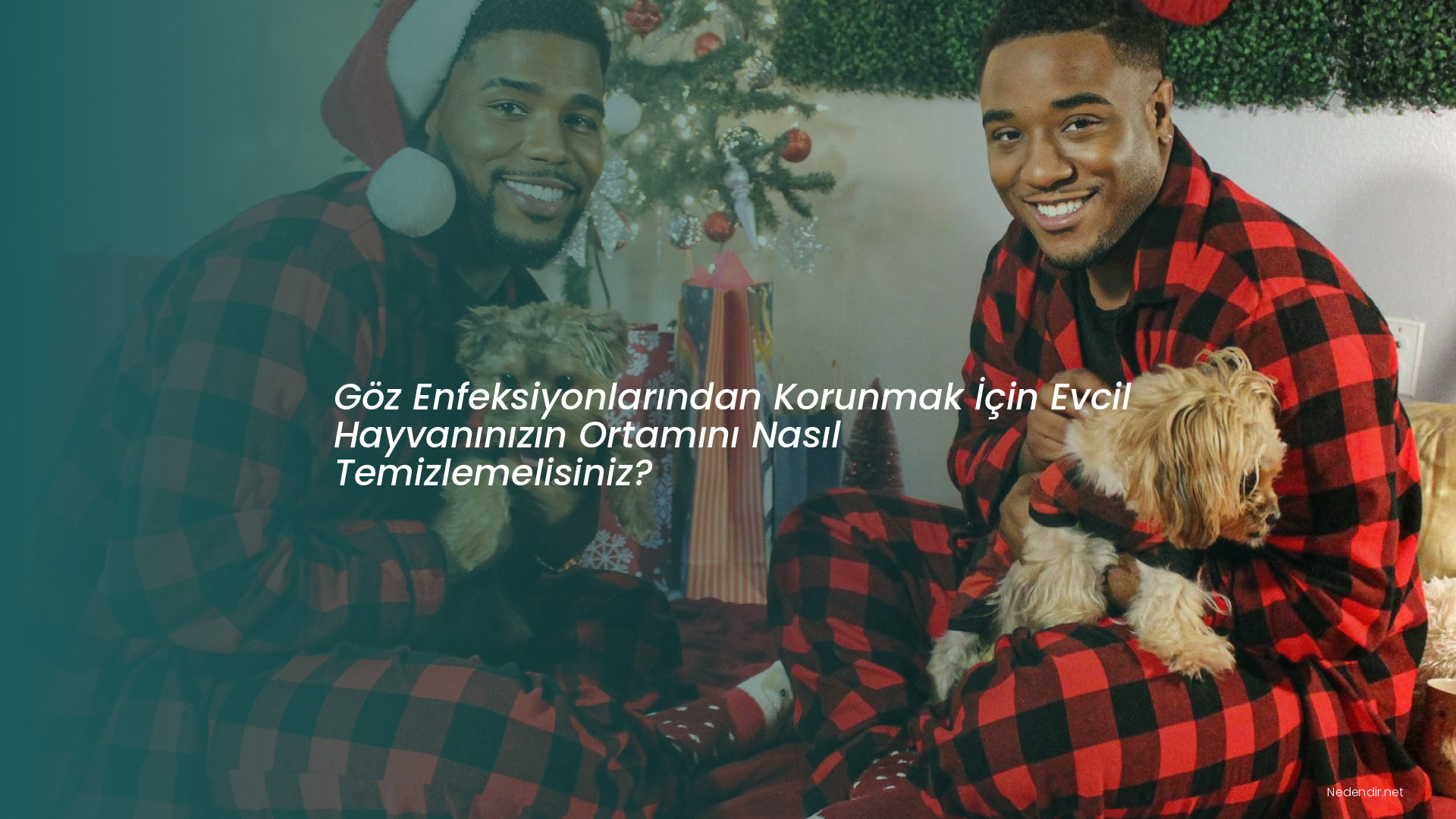 Göz Enfeksiyonlarından Korunmak İçin Evcil Hayvanınızın Ortamını Nasıl Temizlemelisiniz?