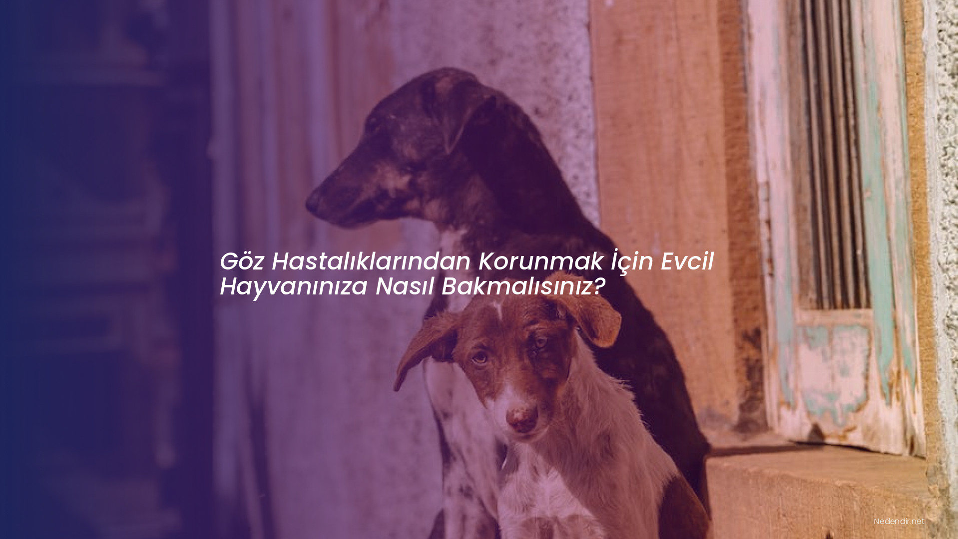 Göz Hastalıklarından Korunmak İçin Evcil Hayvanınıza Nasıl Bakmalısınız?