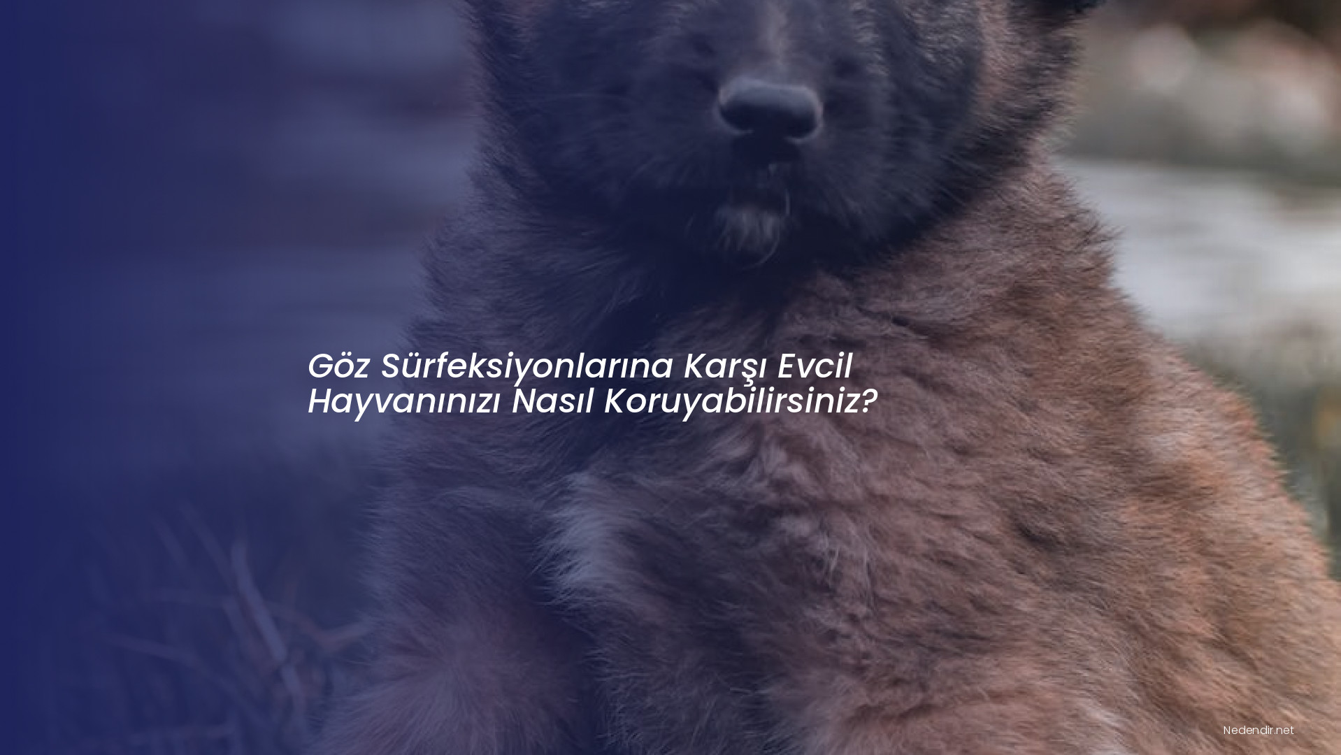 Göz Sürfeksiyonlarına Karşı Evcil Hayvanınızı Nasıl Koruyabilirsiniz?