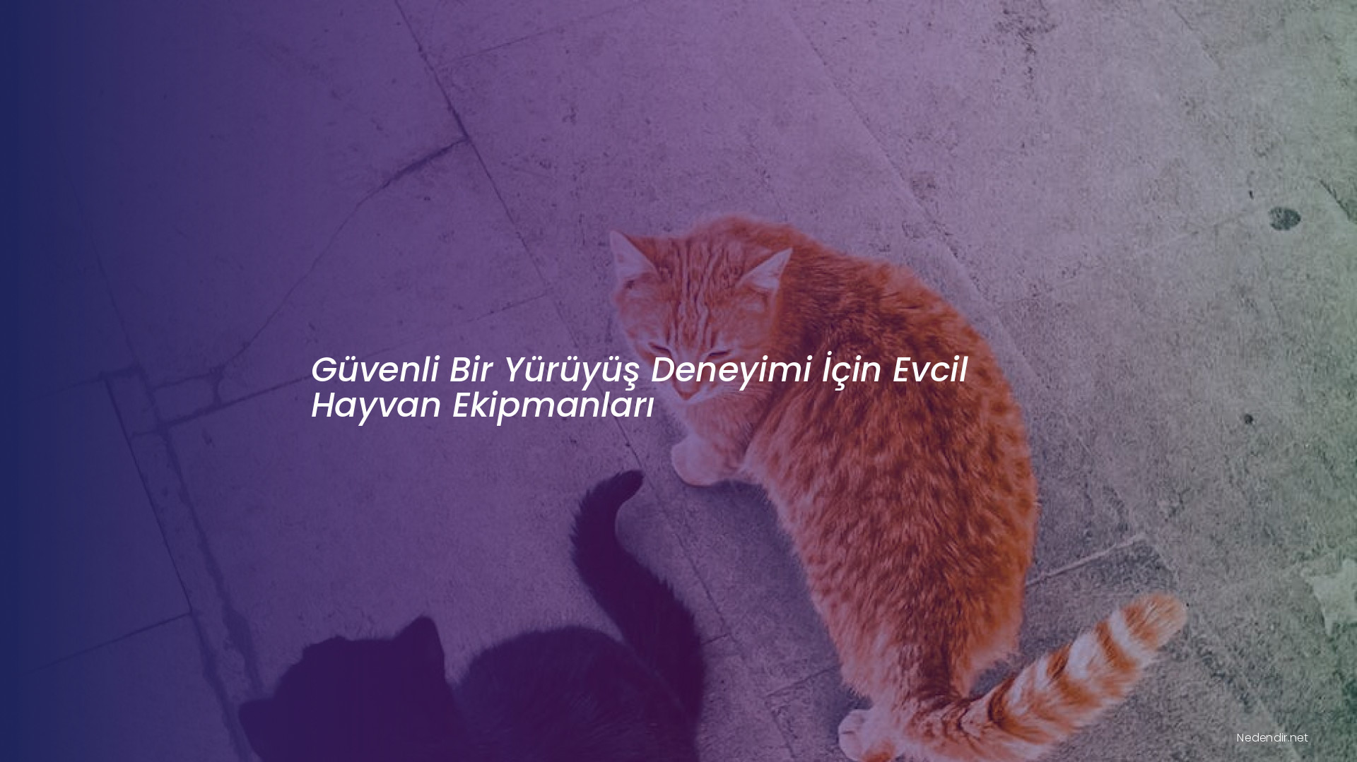 Güvenli Bir Yürüyüş Deneyimi İçin Evcil Hayvan Ekipmanları