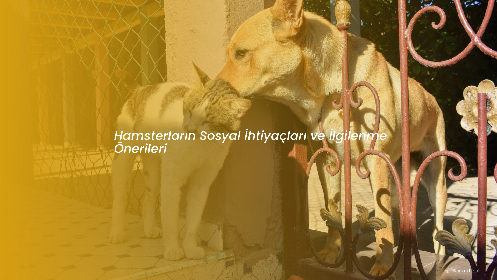 Hamsterların Sosyal İhtiyaçları ve İlgilenme Önerileri Hamsterların Sosyal İhtiyaçları ve İlgilenme Önerileri