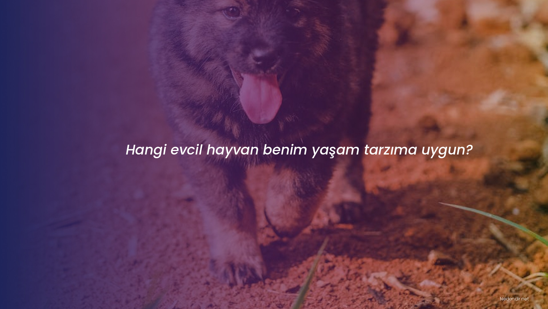 Hangi evcil hayvan benim yaşam tarzıma uygun?