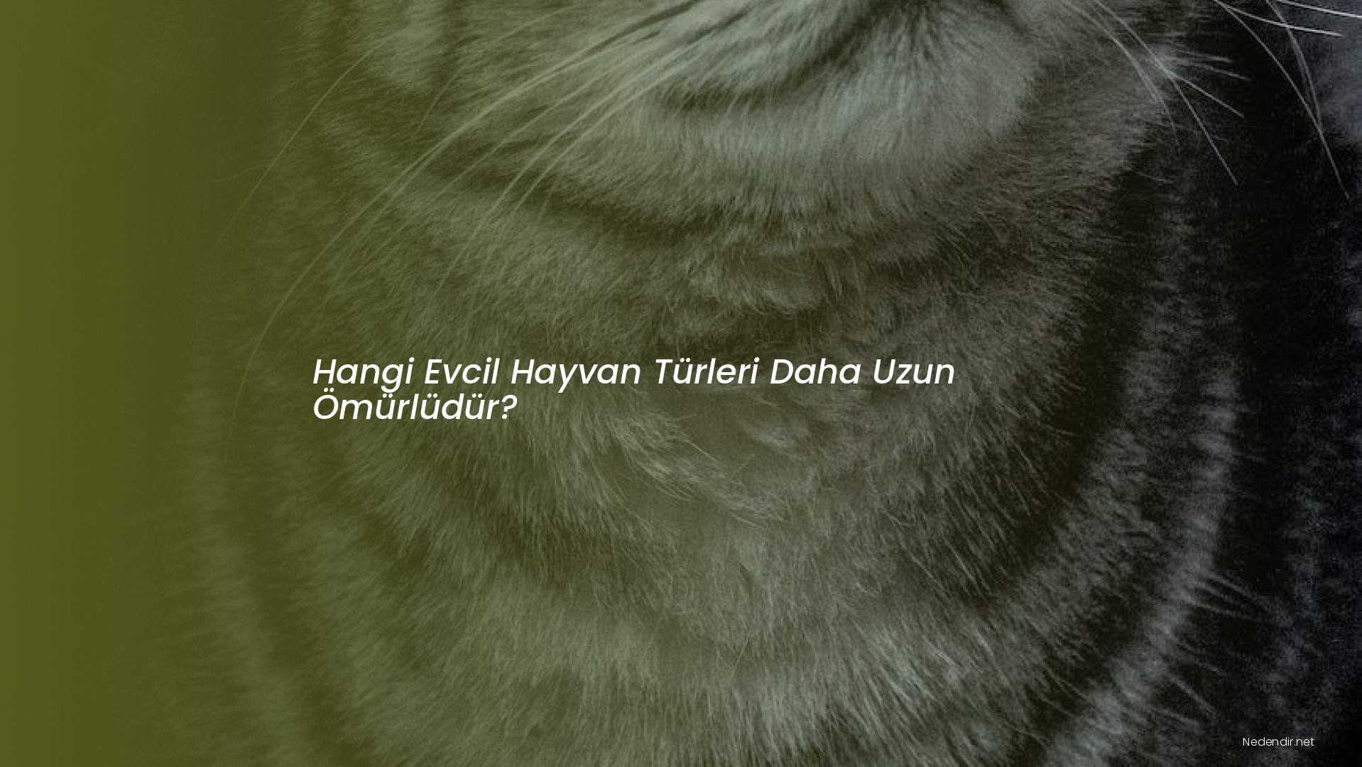 Hangi Evcil Hayvan Türleri Daha Uzun Ömürlüdür?