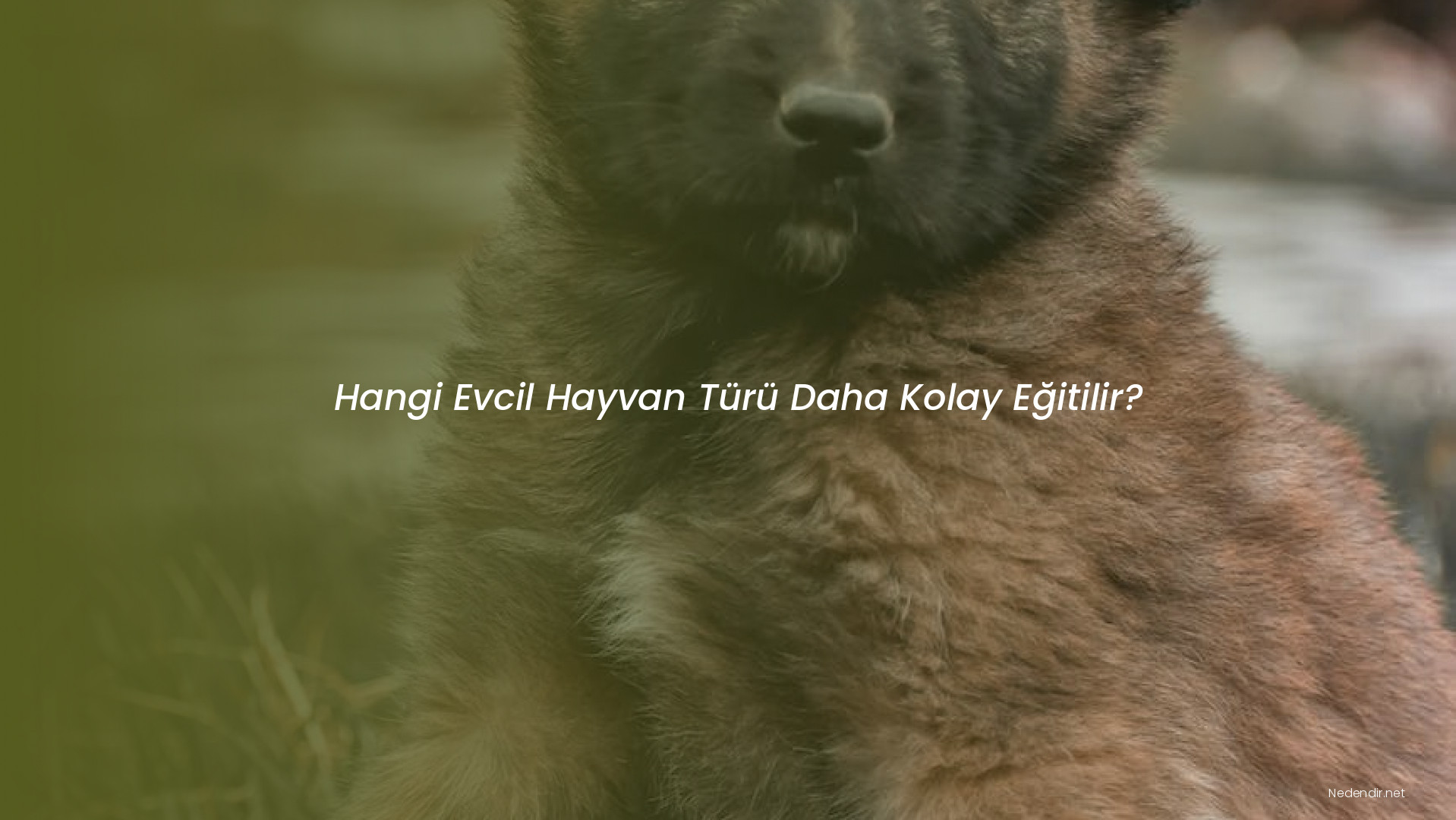 Hangi Evcil Hayvan Türü Daha Kolay Eğitilir?