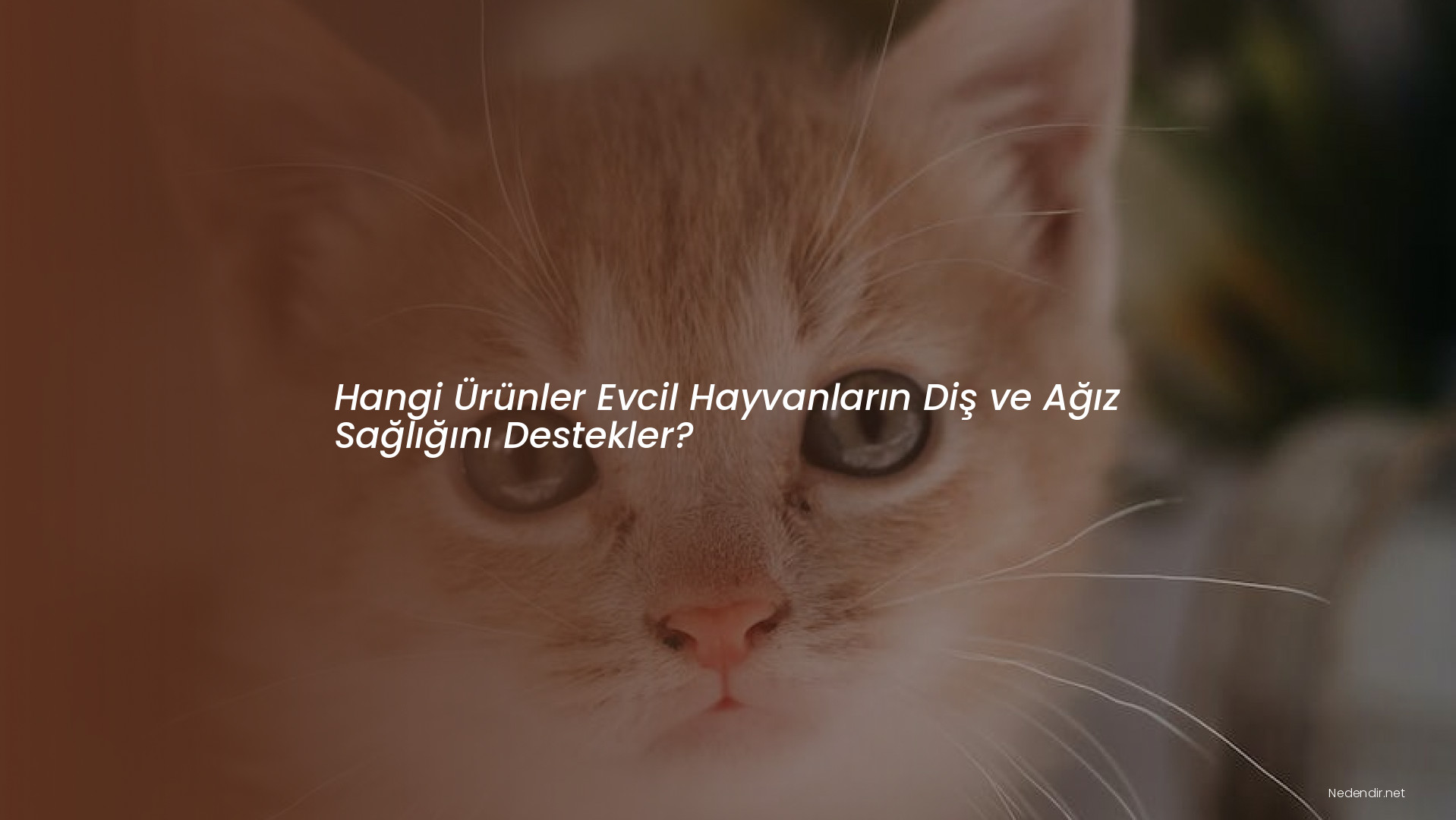 Hangi Ürünler Evcil Hayvanların Diş ve Ağız Sağlığını Destekler?
