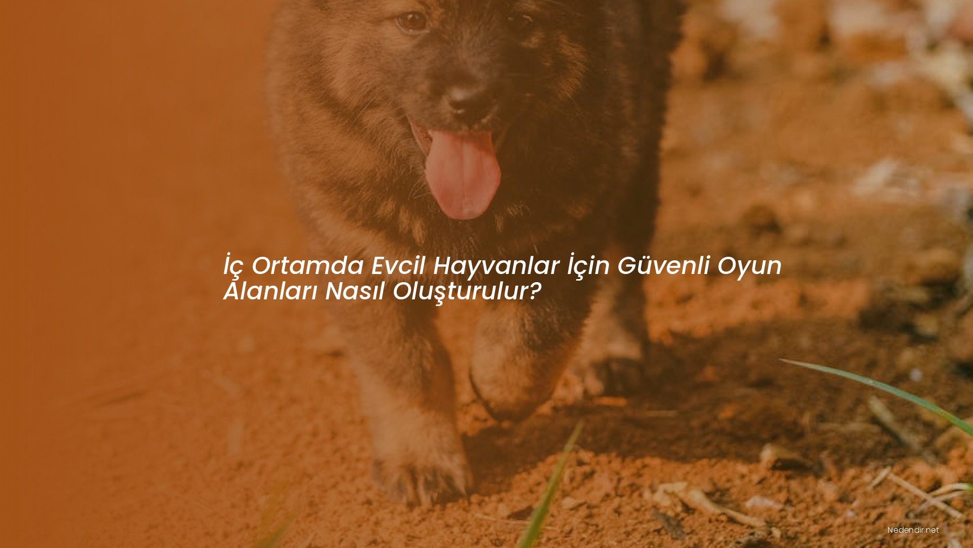İç Ortamda Evcil Hayvanlar İçin Güvenli Oyun Alanları Nasıl Oluşturulur?
