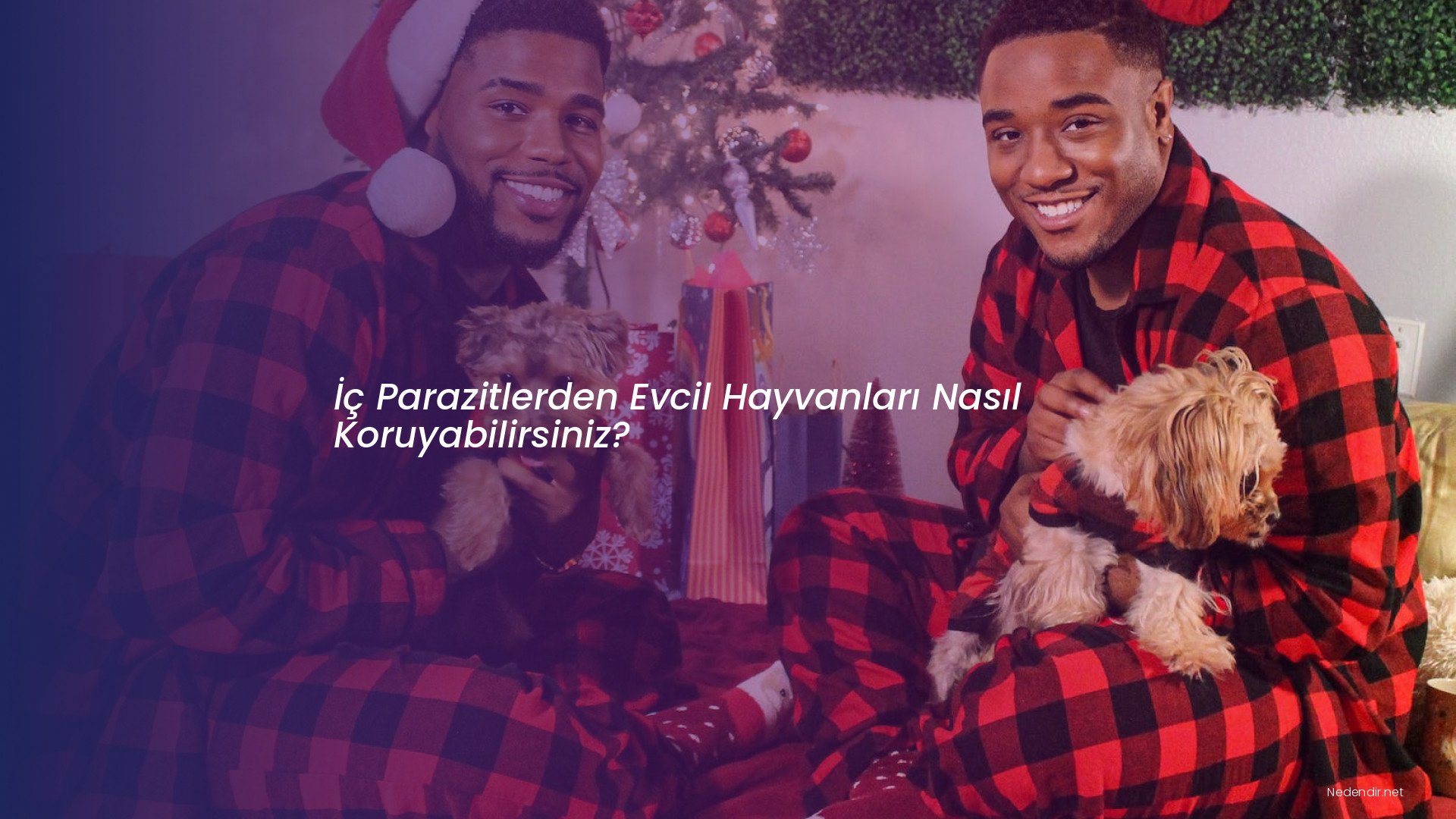 İç Parazitlerden Evcil Hayvanları Nasıl Koruyabilirsiniz?