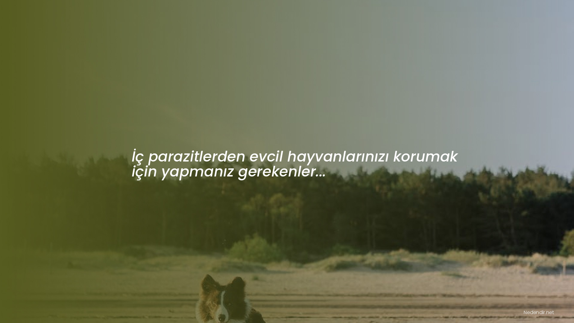 İç parazitlerden evcil hayvanlarınızı korumak için yapmanız gerekenler...