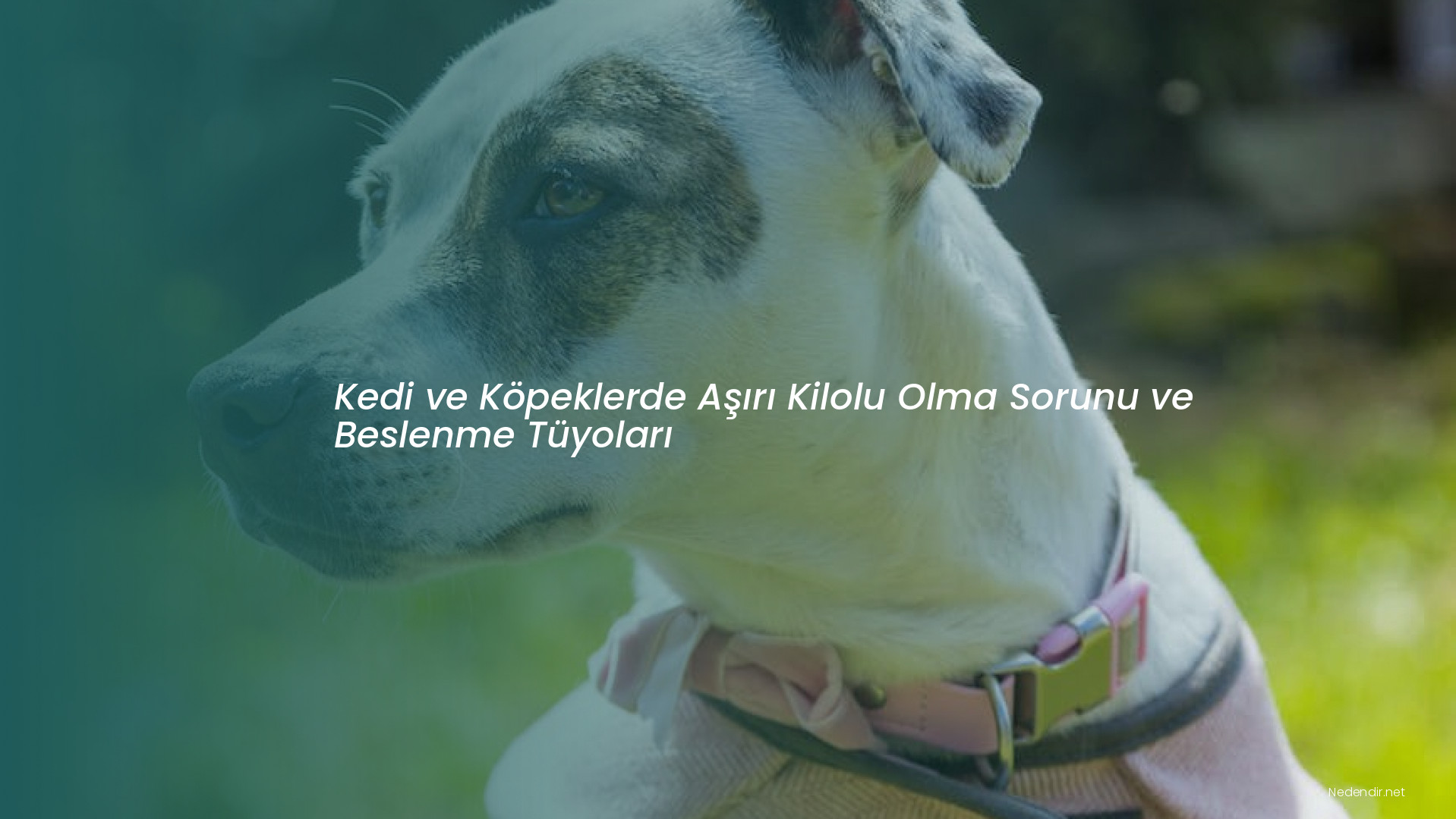 Kedi ve Köpeklerde Aşırı Kilolu Olma Sorunu ve Beslenme Tüyoları