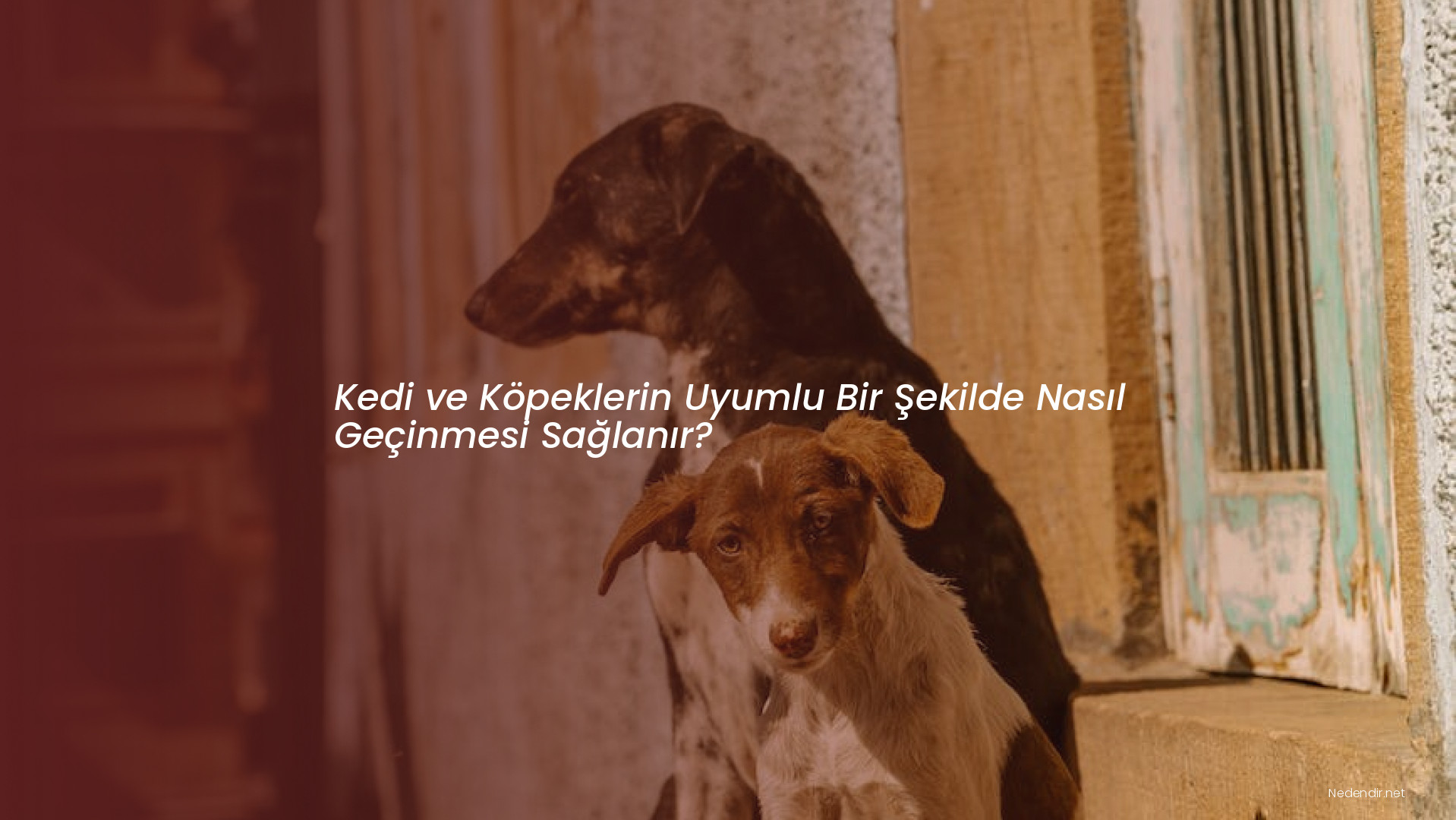 Kedi ve Köpeklerin Uyumlu Bir Şekilde Nasıl Geçinmesi Sağlanır?