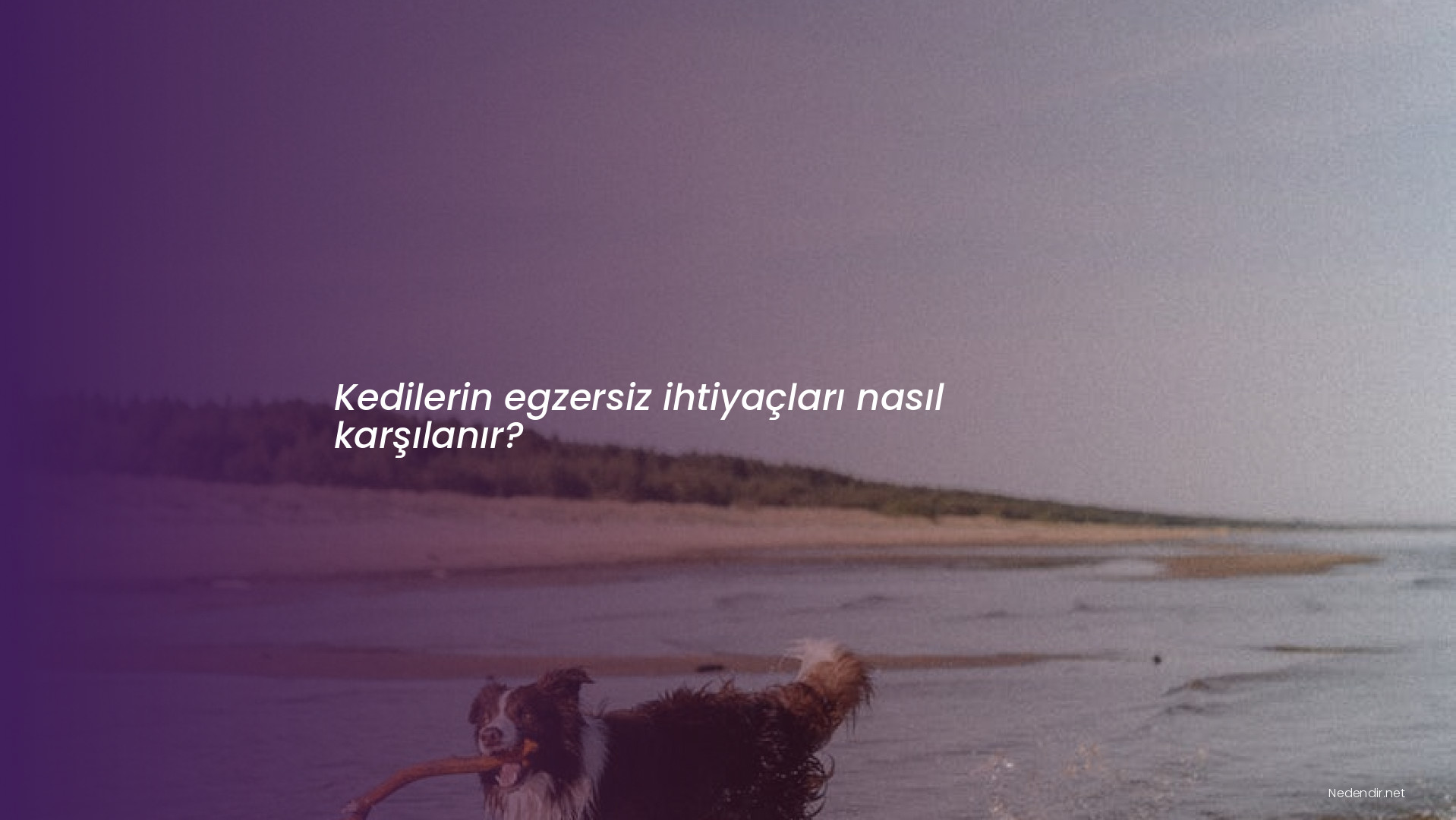 Kedilerin egzersiz ihtiyaçları nasıl karşılanır?