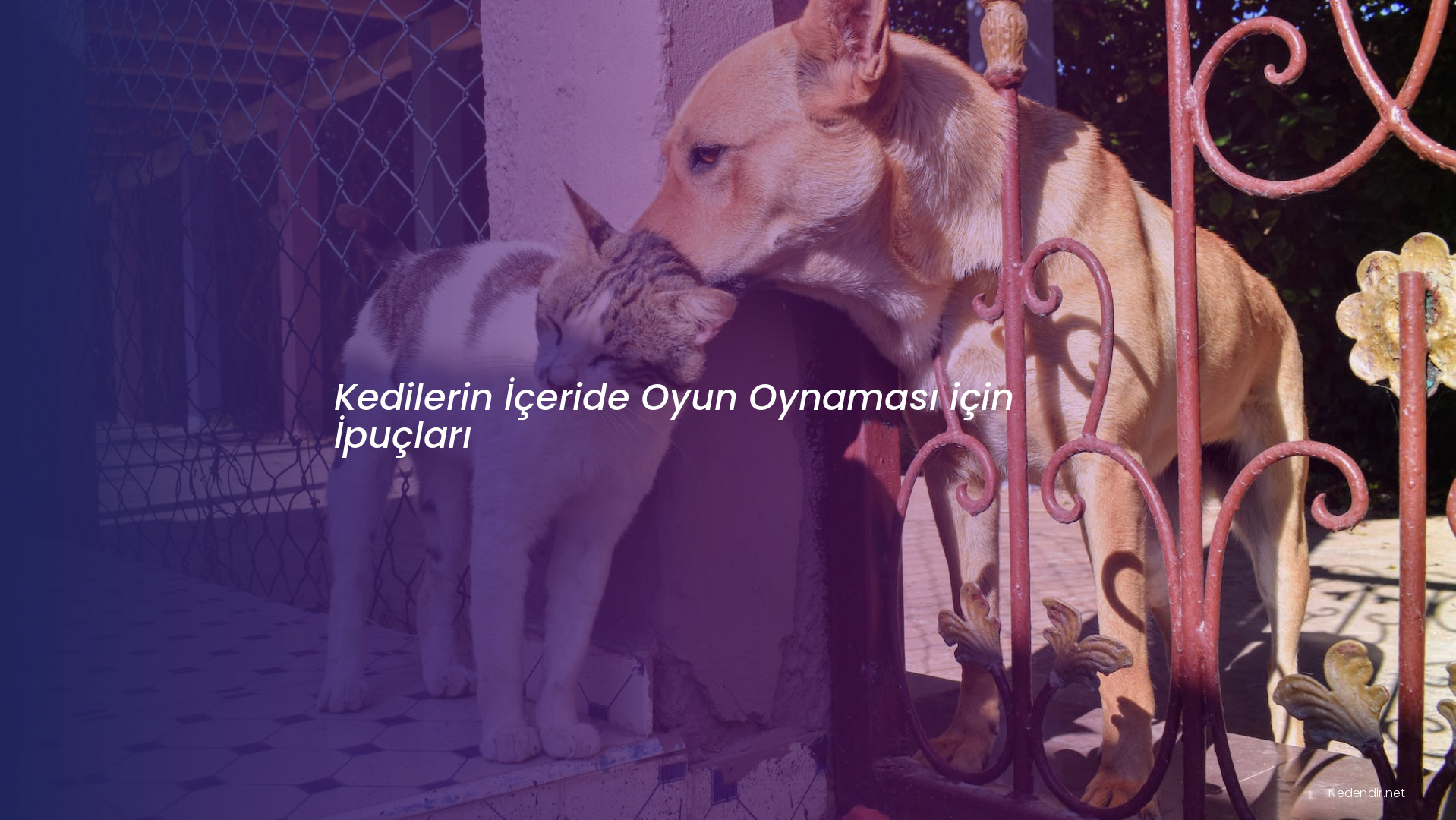 Kedilerin İçeride Oyun Oynaması için İpuçları Kedilerin İçeride Oyun Oynaması için İpuçları