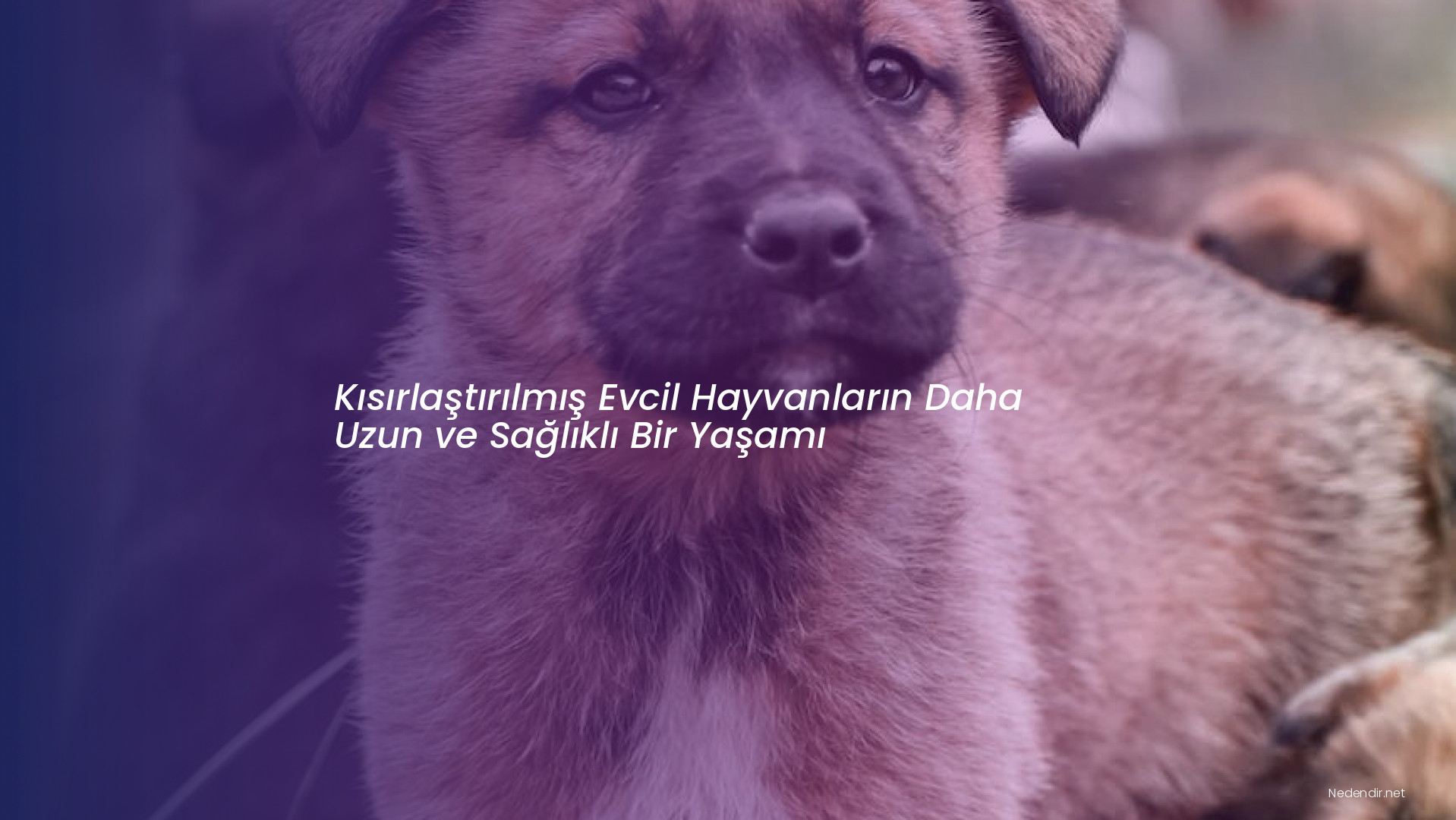 Kısırlaştırılmış Evcil Hayvanların Daha Uzun ve Sağlıklı Bir Yaşamı