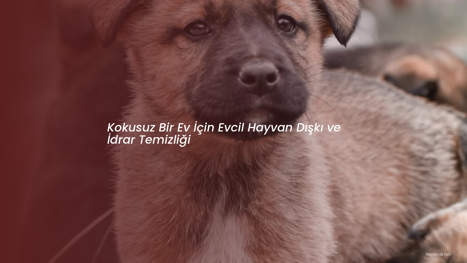 Kokusuz Bir Ev İçin Evcil Hayvan Dışkı ve İdrar Temizliği