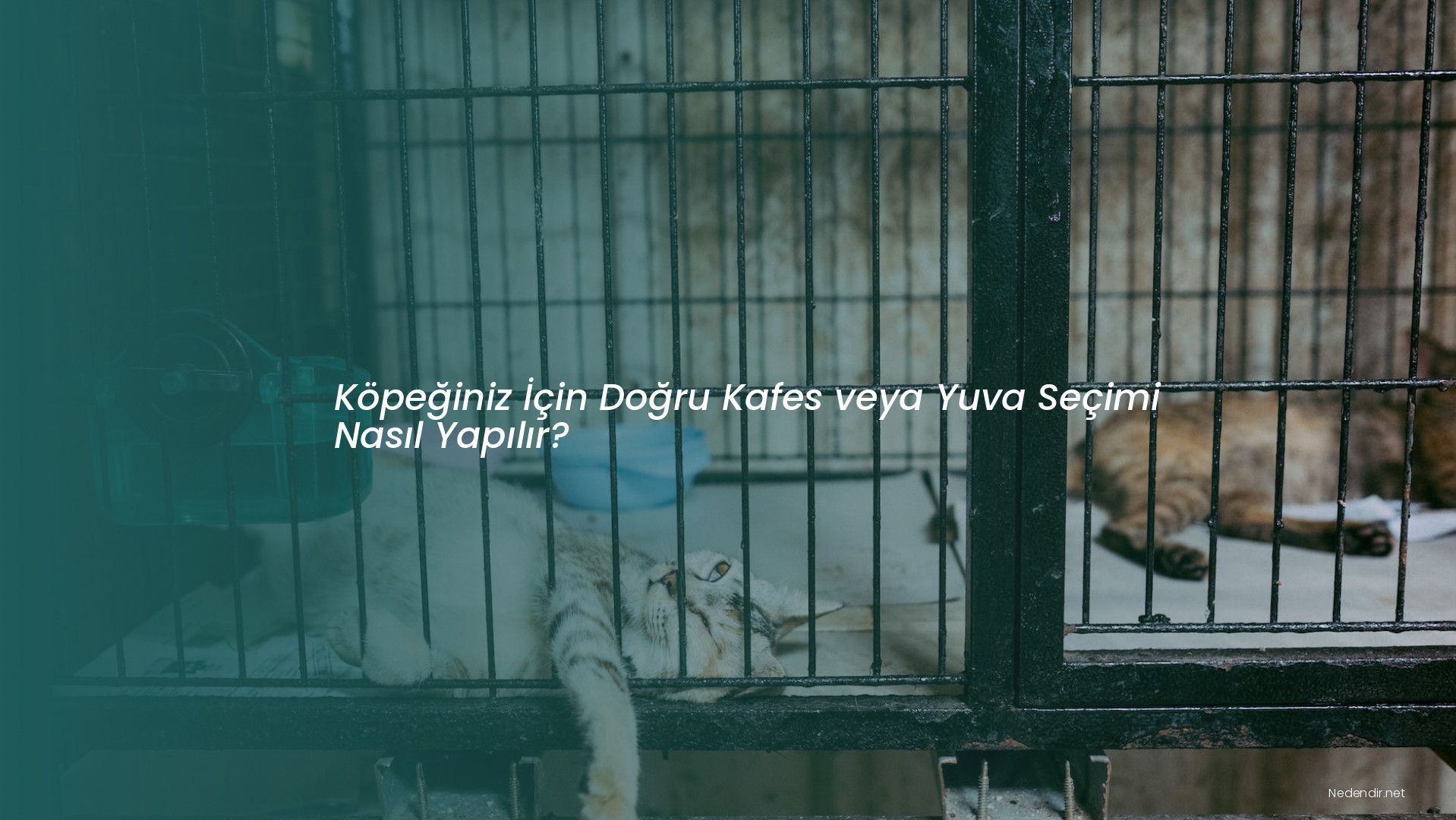 Köpeğiniz İçin Doğru Kafes veya Yuva Seçimi Nasıl Yapılır?