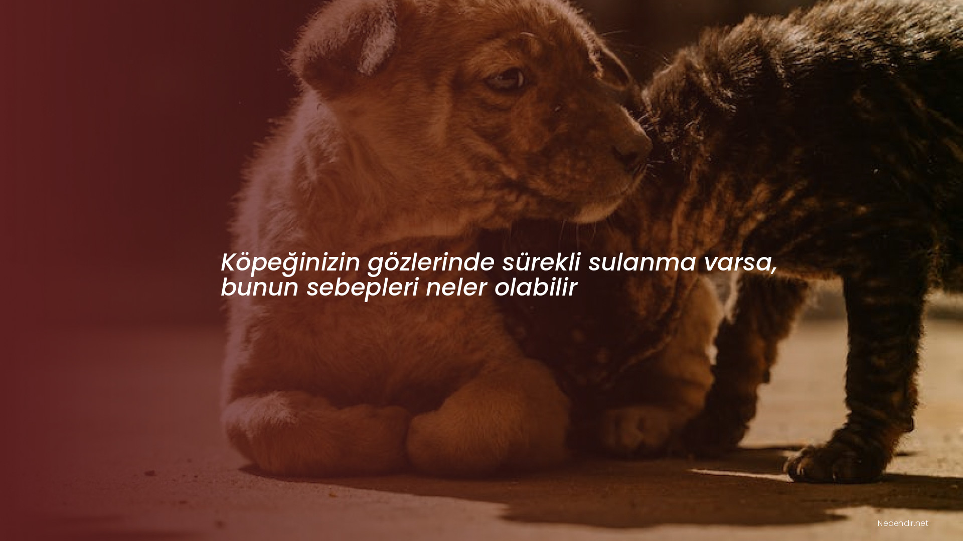 Köpeğinizin gözlerinde sürekli sulanma varsa, bunun sebepleri neler olabilir