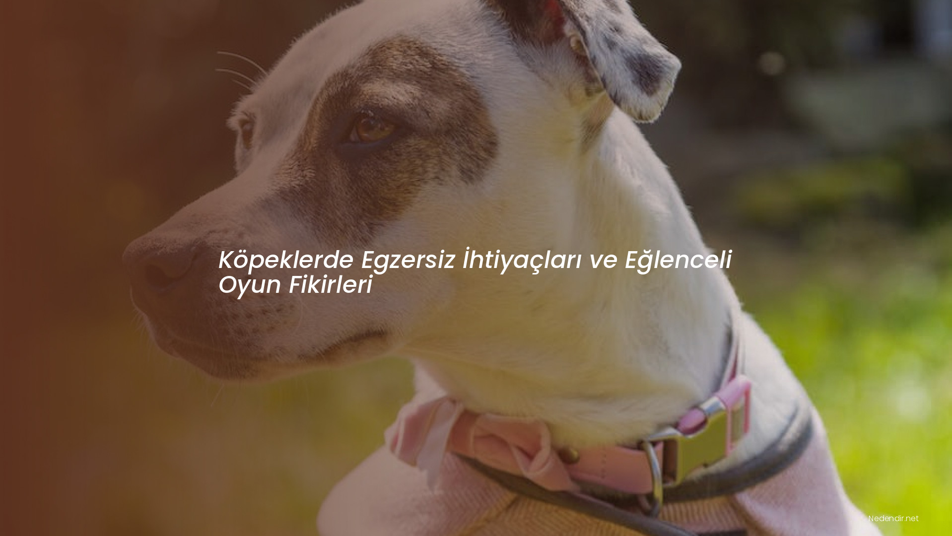Köpeklerde Egzersiz İhtiyaçları ve Eğlenceli Oyun Fikirleri
