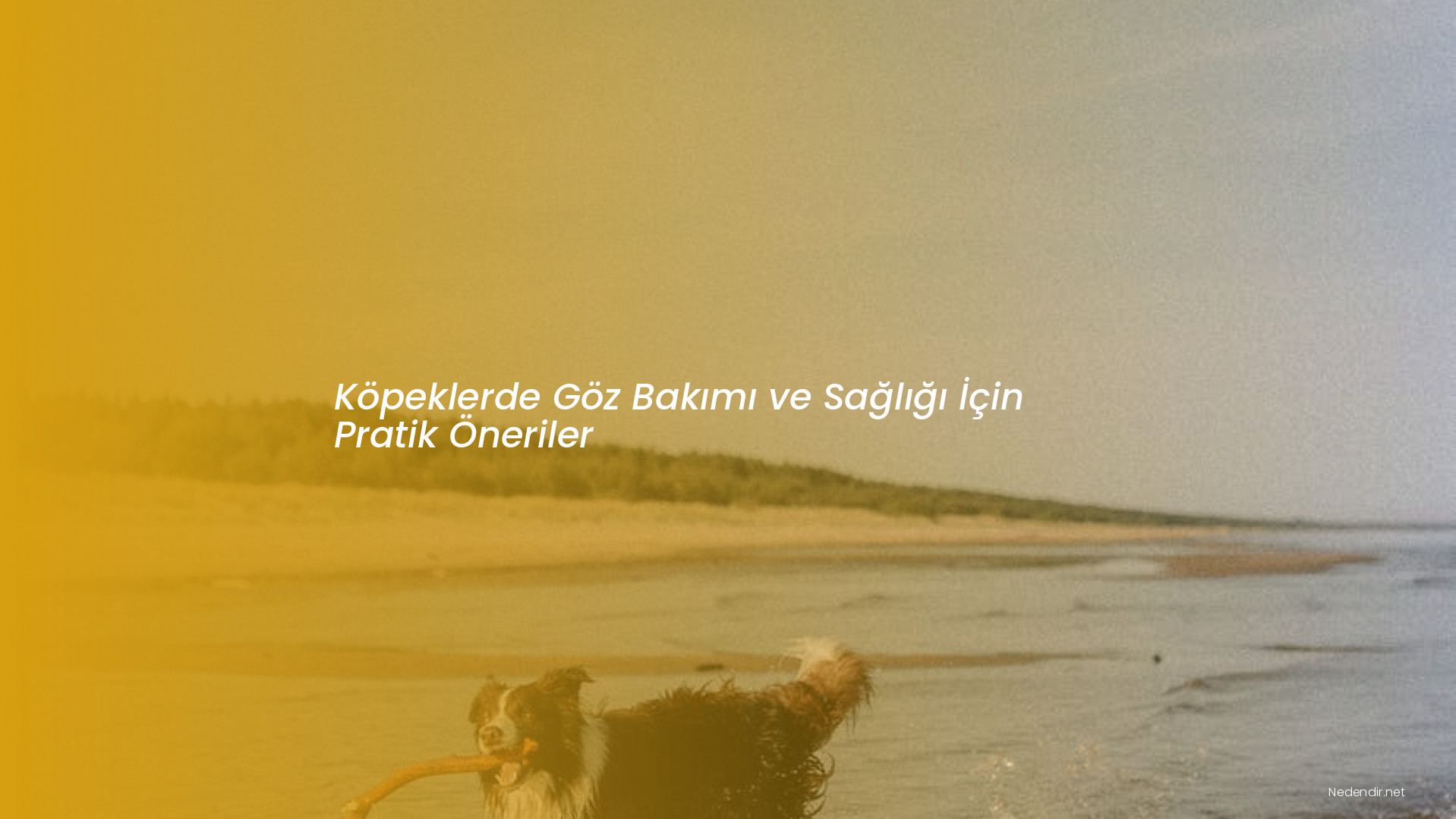 Köpeklerde Göz Bakımı ve Sağlığı İçin Pratik Öneriler