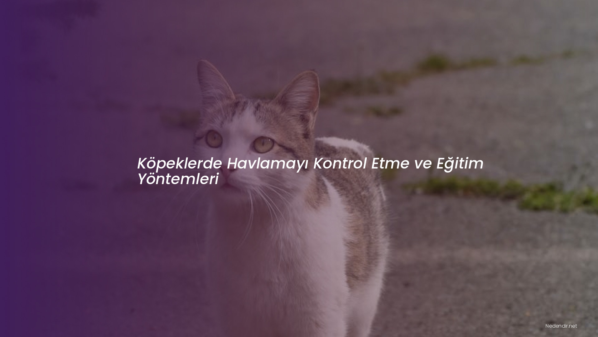 Köpeklerde Havlamayı Kontrol Etme ve Eğitim Yöntemleri Köpeklerde Havlamayı Kontrol Etme ve Eğitim Yöntemleri