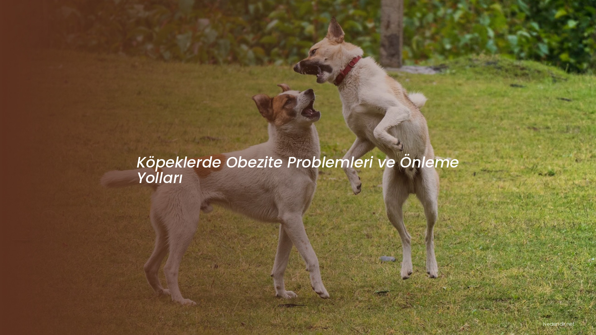 Köpeklerde Obezite Problemleri ve Önleme Yolları Köpeklerde Obezite Problemleri ve Önleme Yolları