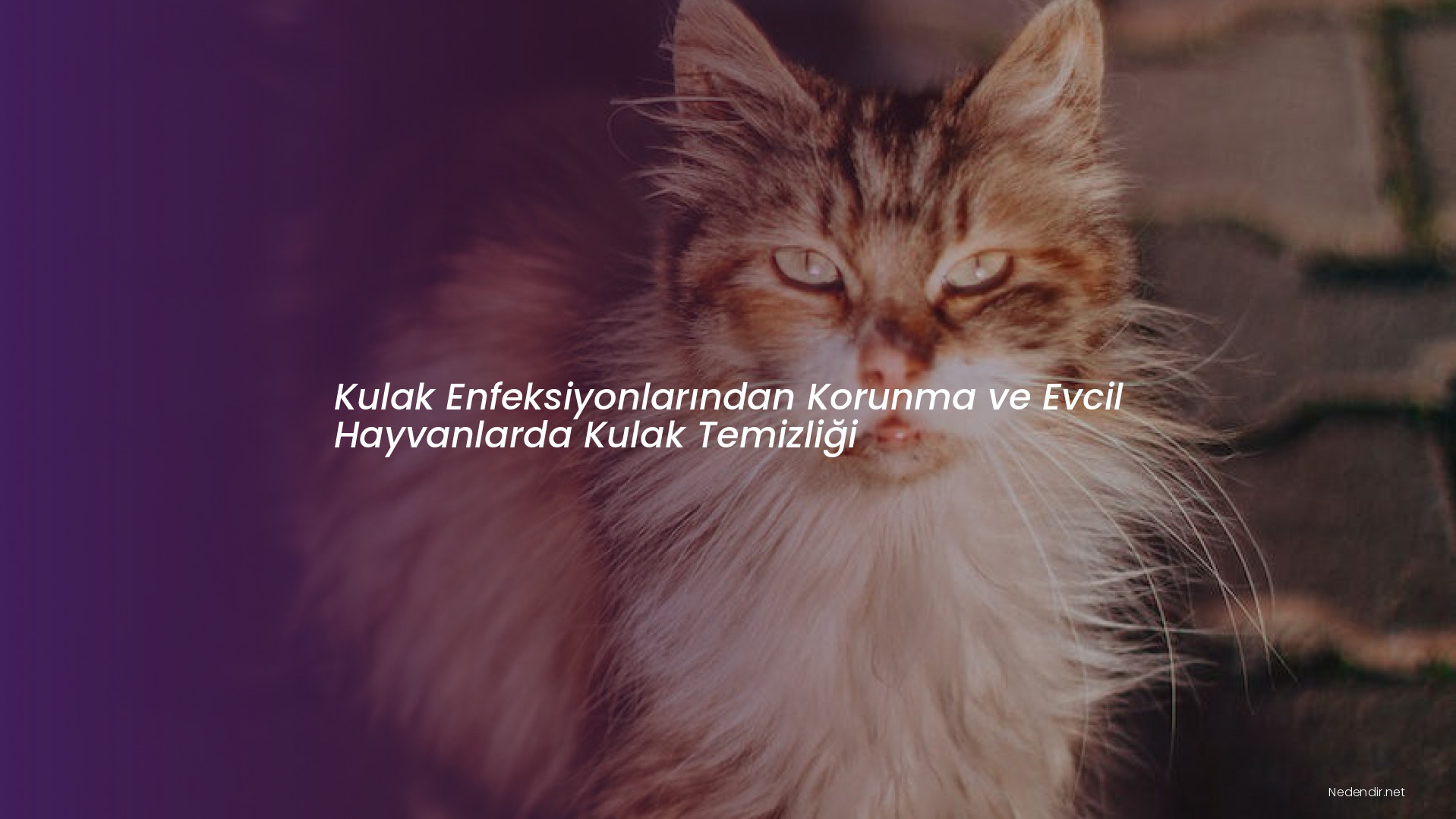 Kulak Enfeksiyonlarından Korunma ve Evcil Hayvanlarda Kulak Temizliği