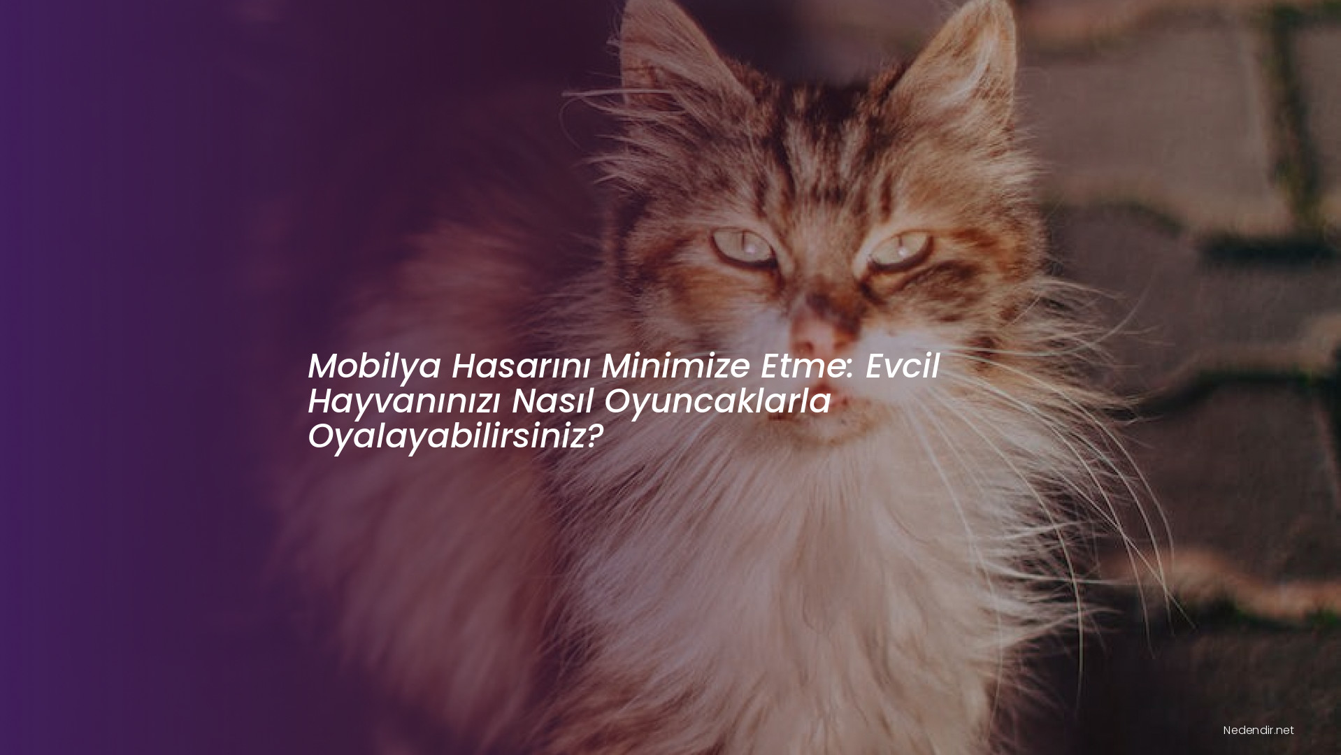 Mobilya Hasarını Minimize Etme: Evcil Hayvanınızı Nasıl Oyuncaklarla Oyalayabilirsiniz?
