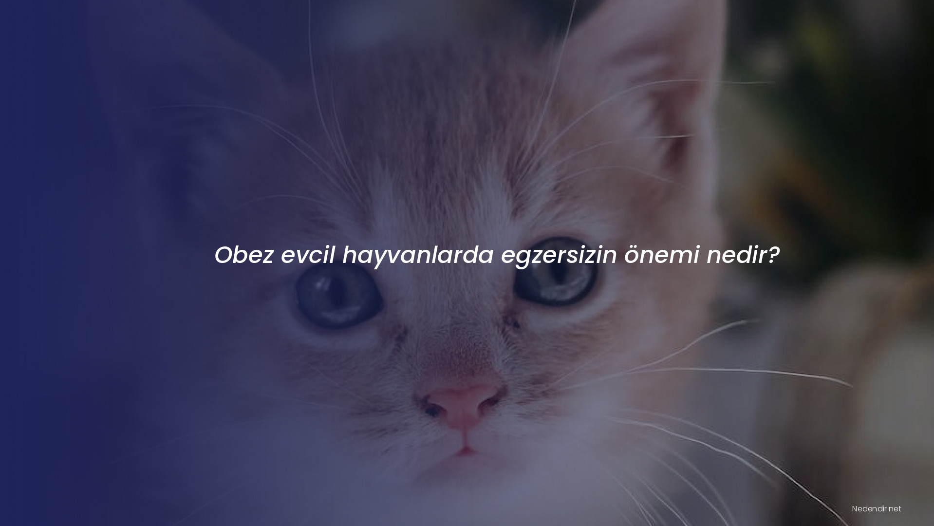 Obez evcil hayvanlarda egzersizin önemi nedir?