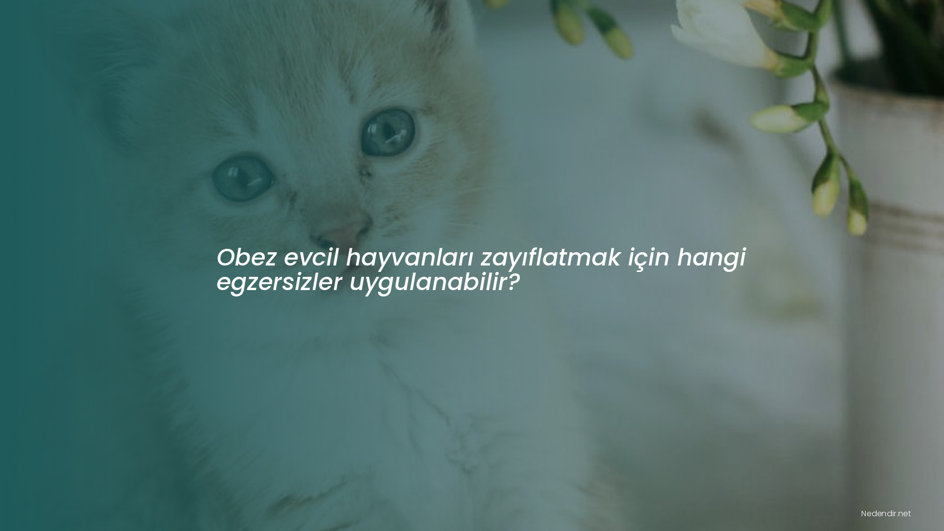 Obez evcil hayvanları zayıflatmak için hangi egzersizler uygulanabilir?