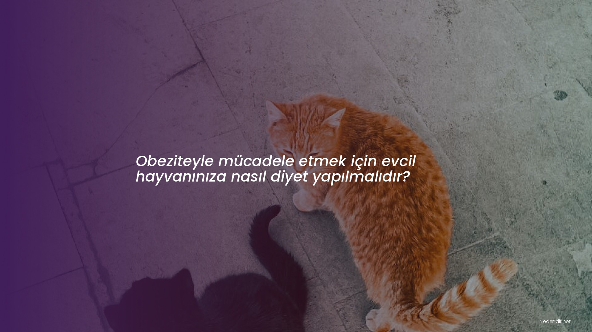 Obeziteyle mücadele etmek için evcil hayvanınıza nasıl diyet yapılmalıdır?