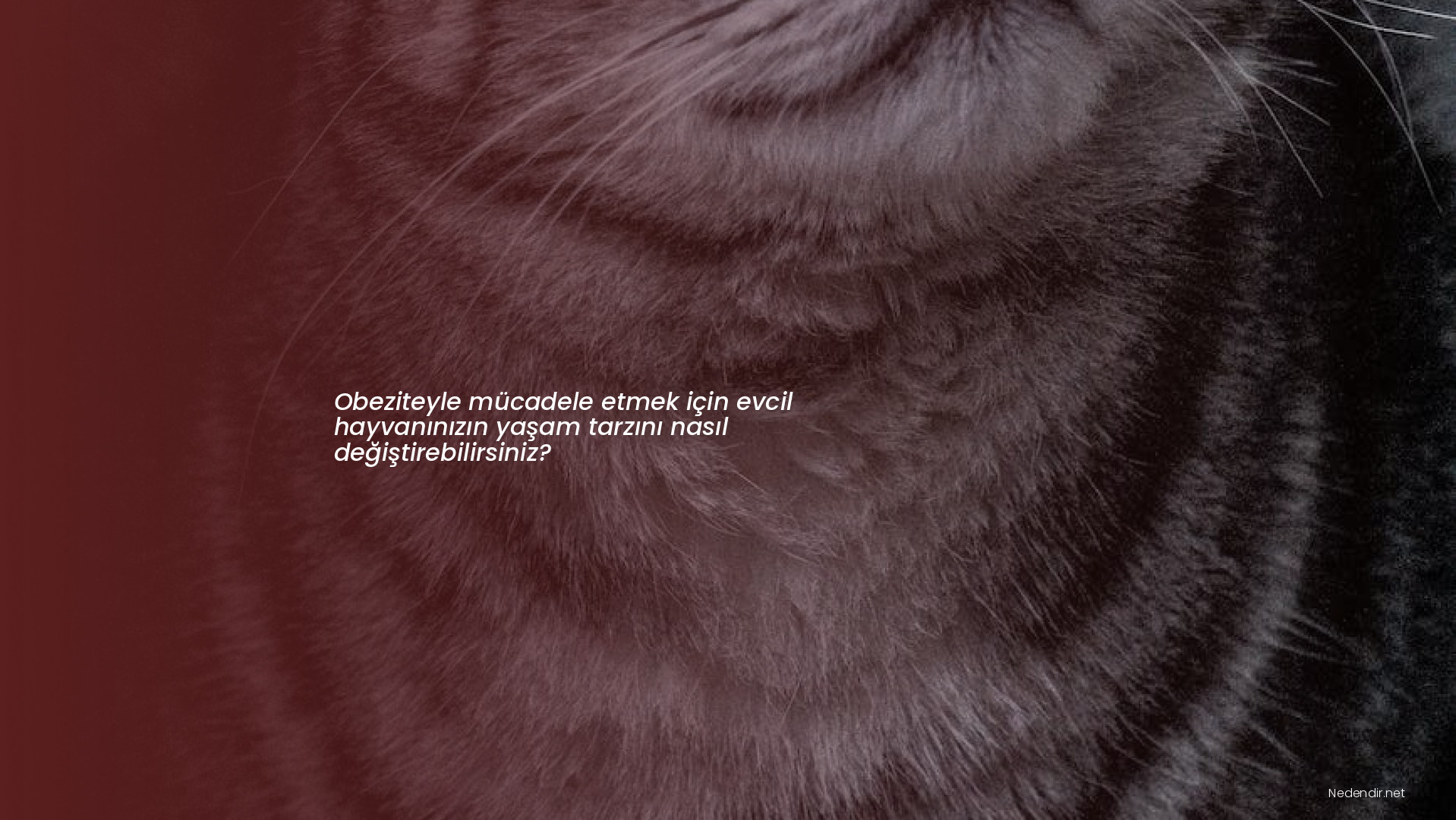 Obeziteyle mücadele etmek için evcil hayvanınızın yaşam tarzını nasıl değiştirebilirsiniz?
