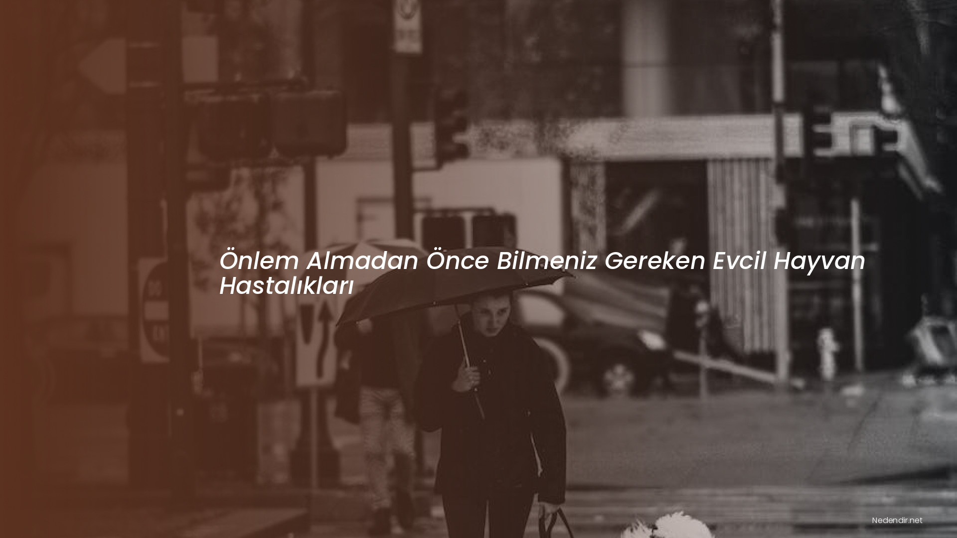 Önlem Almadan Önce Bilmeniz Gereken Evcil Hayvan Hastalıkları