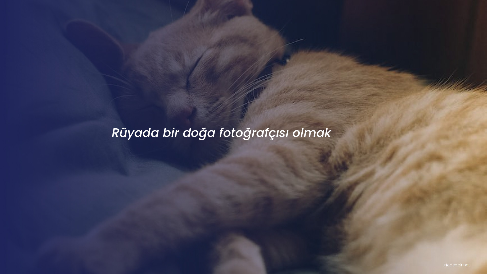 Rüyada bir doğa fotoğrafçısı olmak